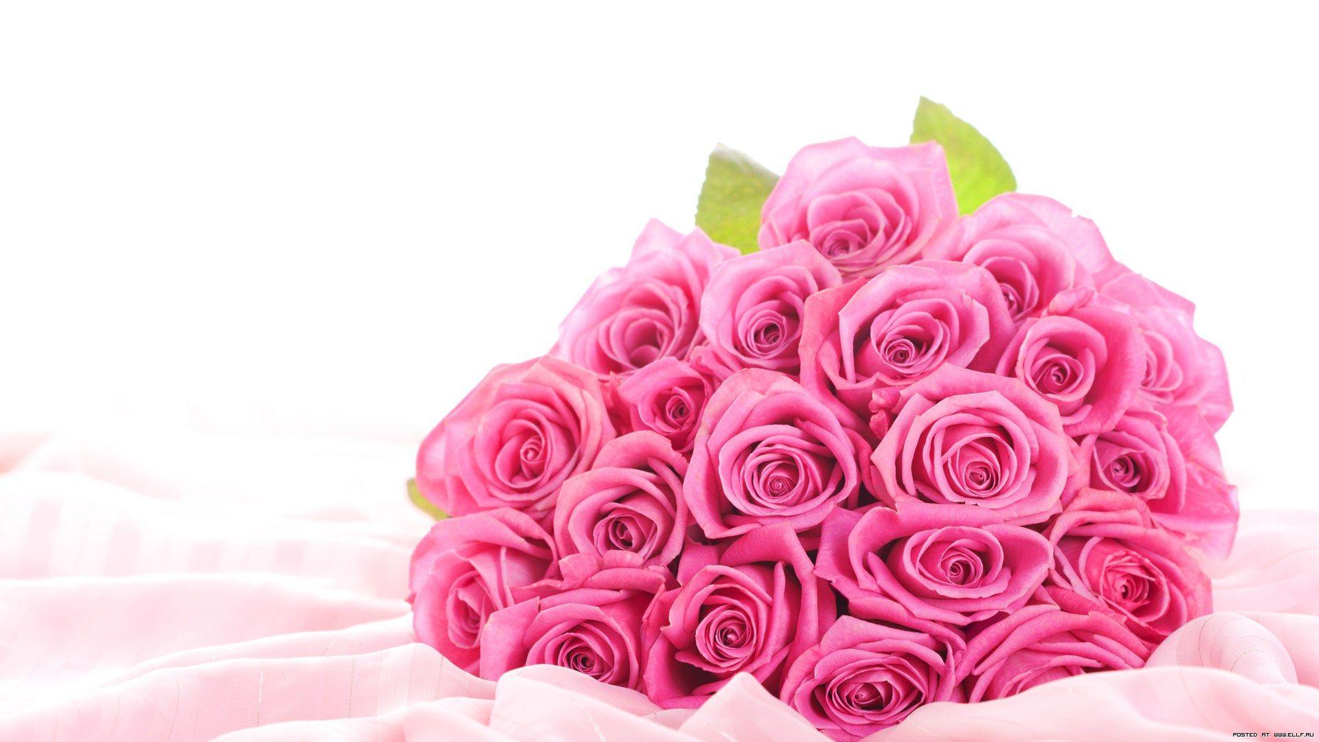 Roses Flower Wallpapers