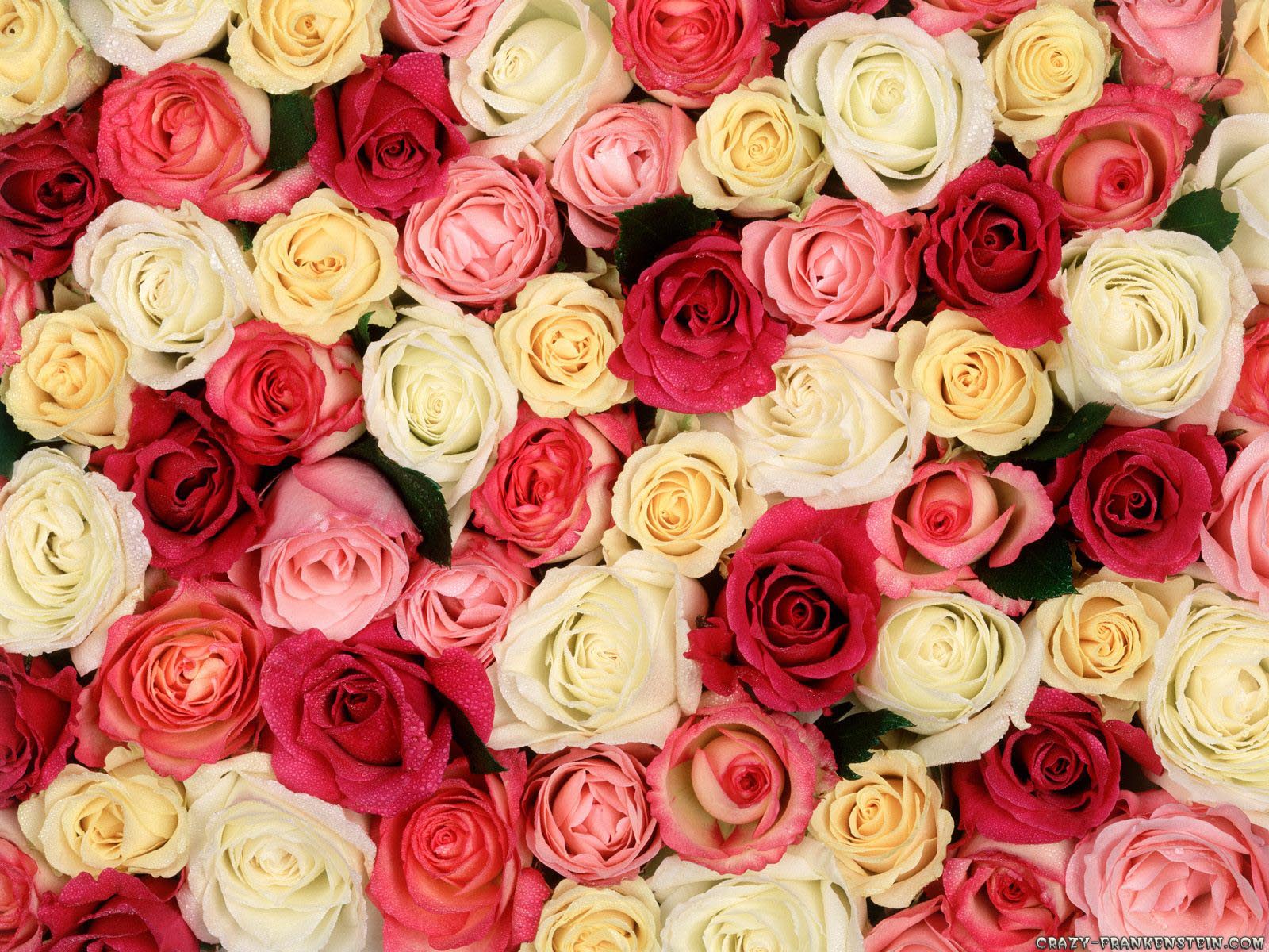 Roses Flower Wallpapers