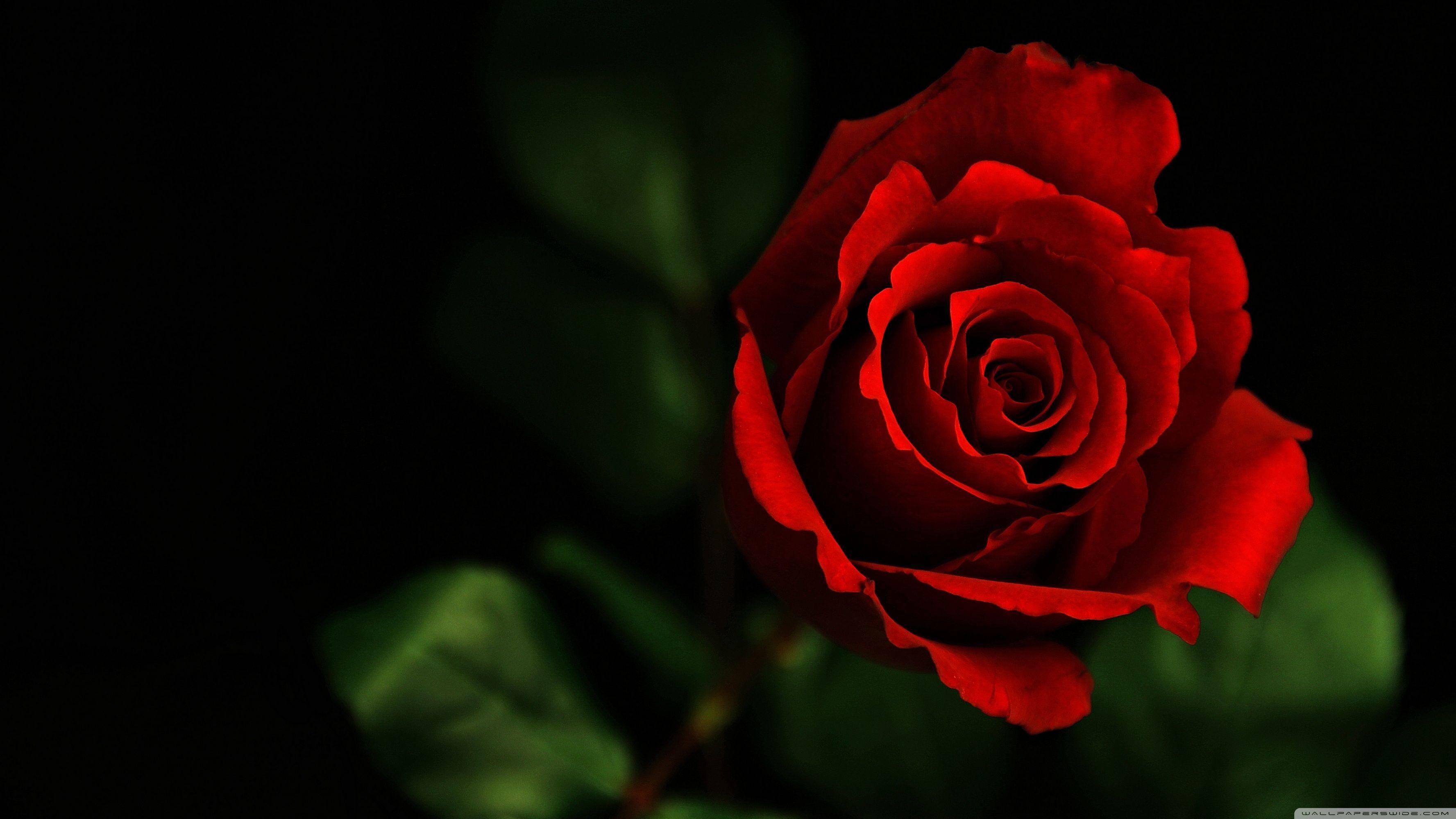 Roses Hd Wallpapers