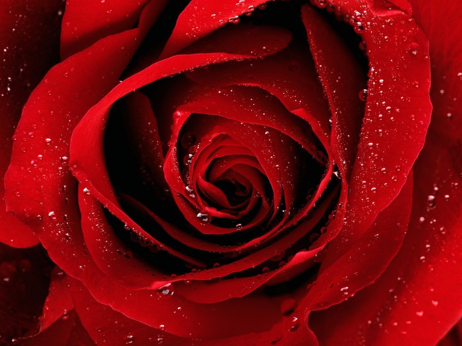 Roses Hd Wallpapers