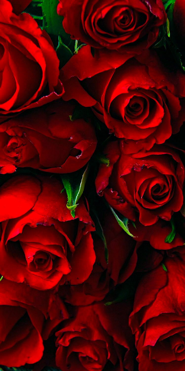 Roses Phone Wallpapers