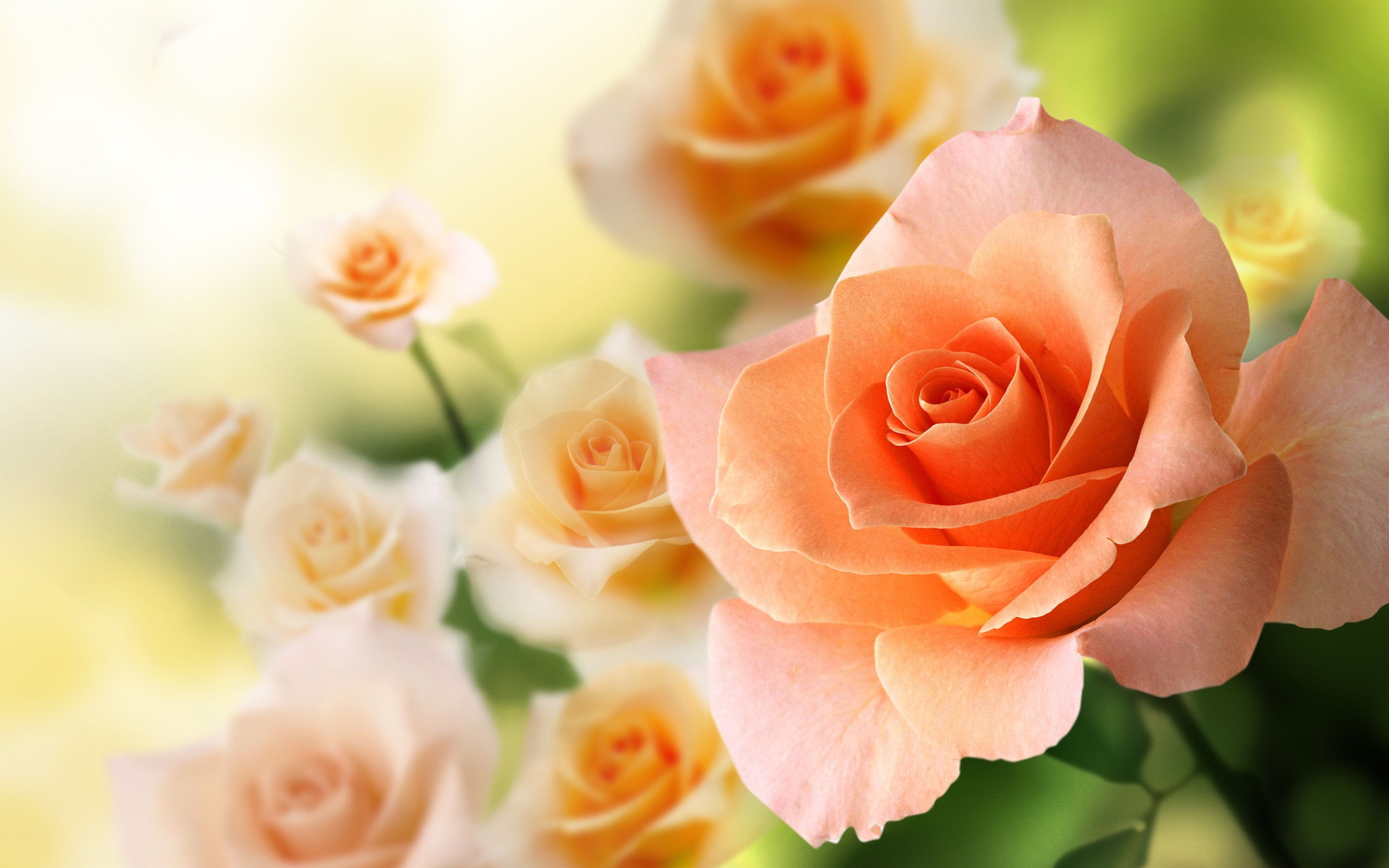 Roses Screen Savers Wallpapers