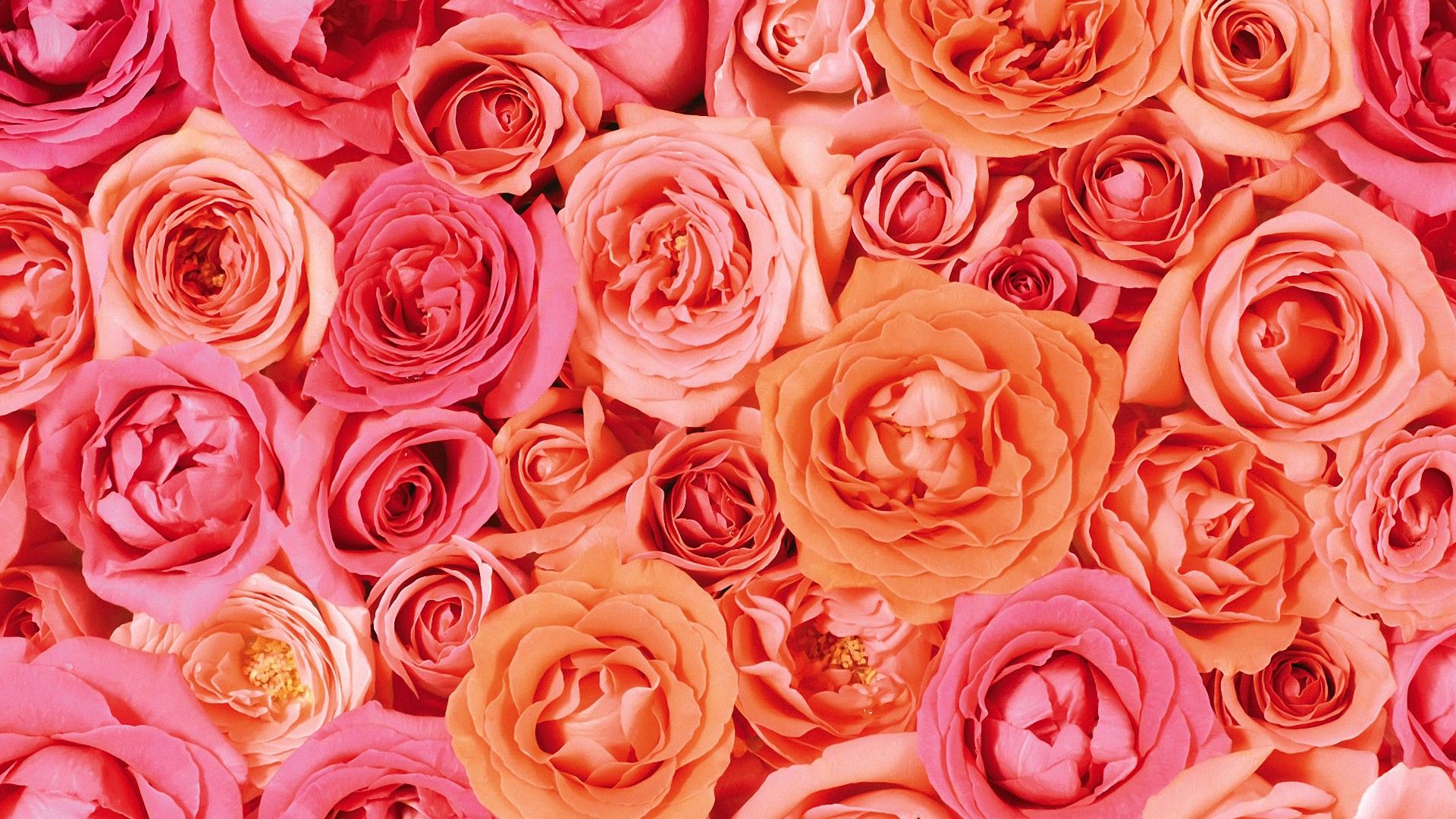 Roses Screen Savers Wallpapers