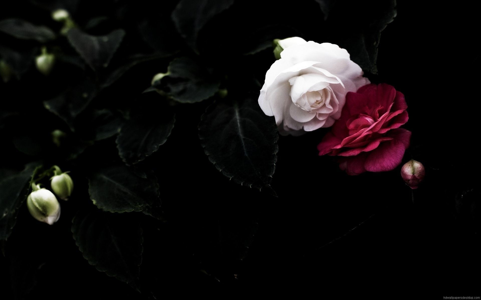 Roses Screen Savers Wallpapers