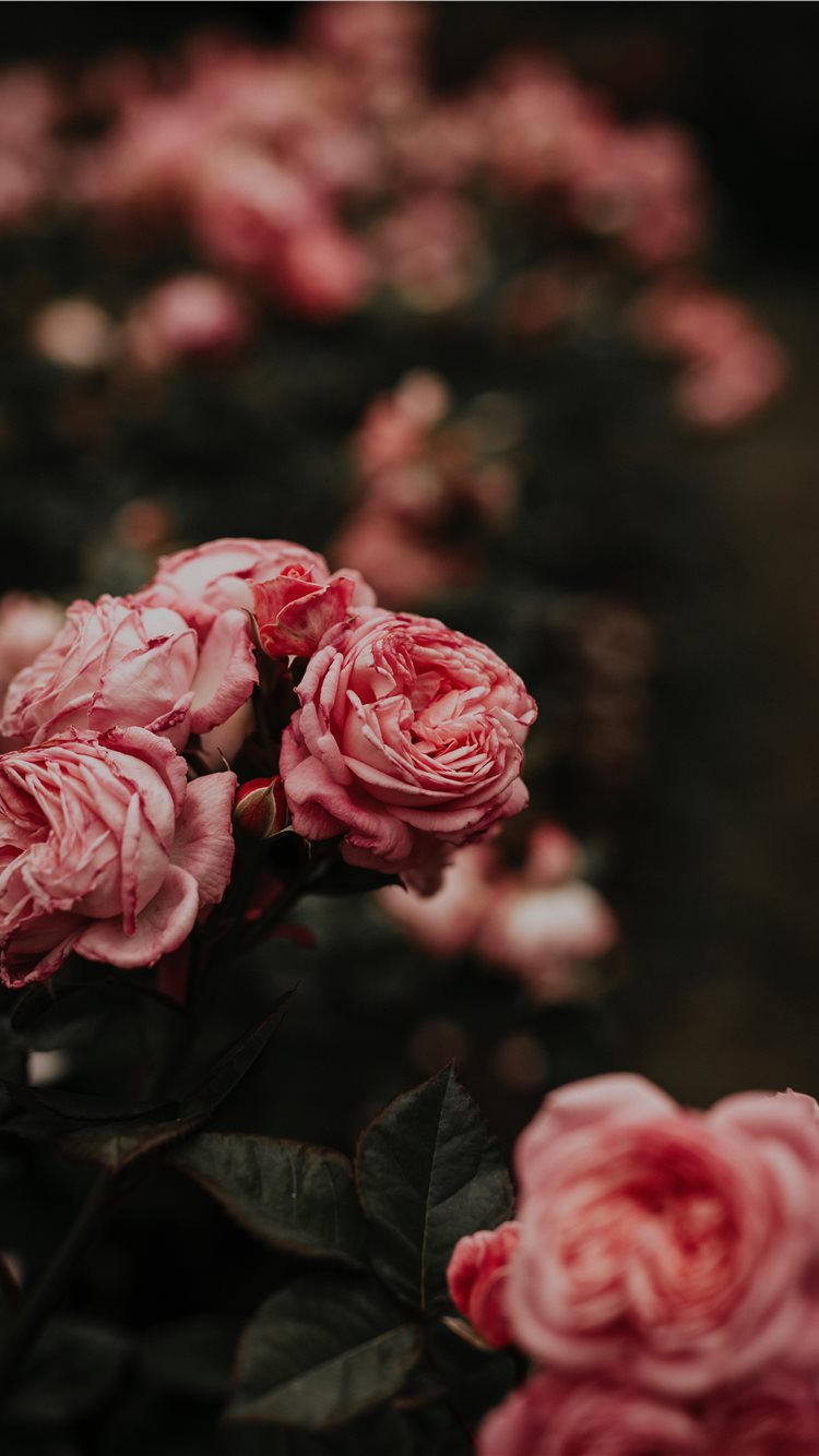 Roses Screen Savers Wallpapers