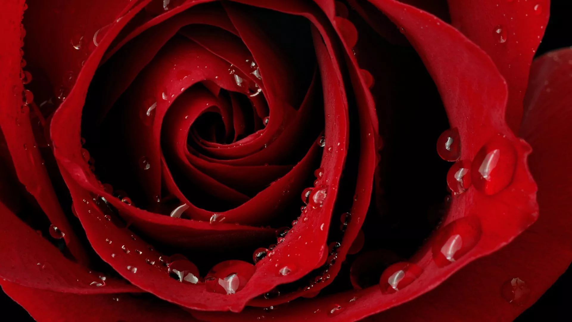 Roses Screen Savers Wallpapers