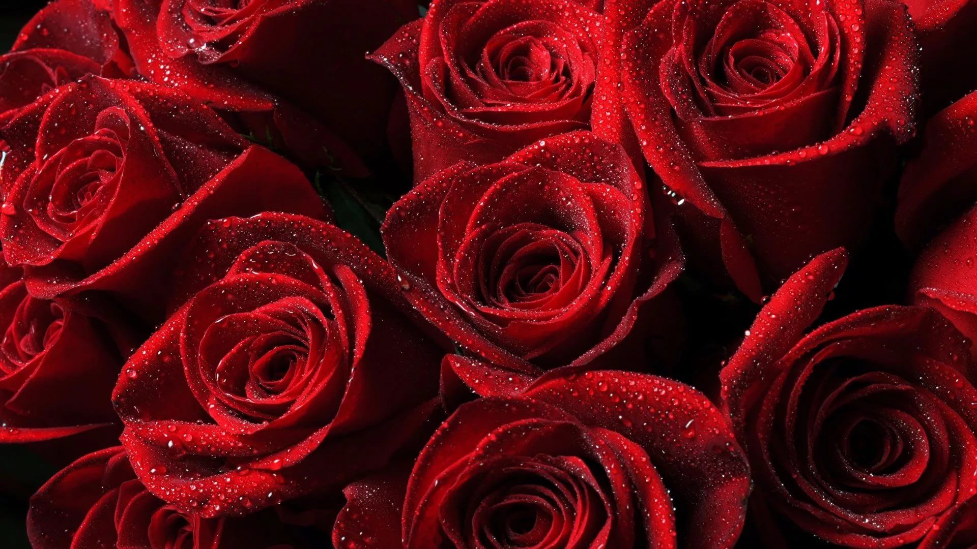 Roses Screen Savers Wallpapers