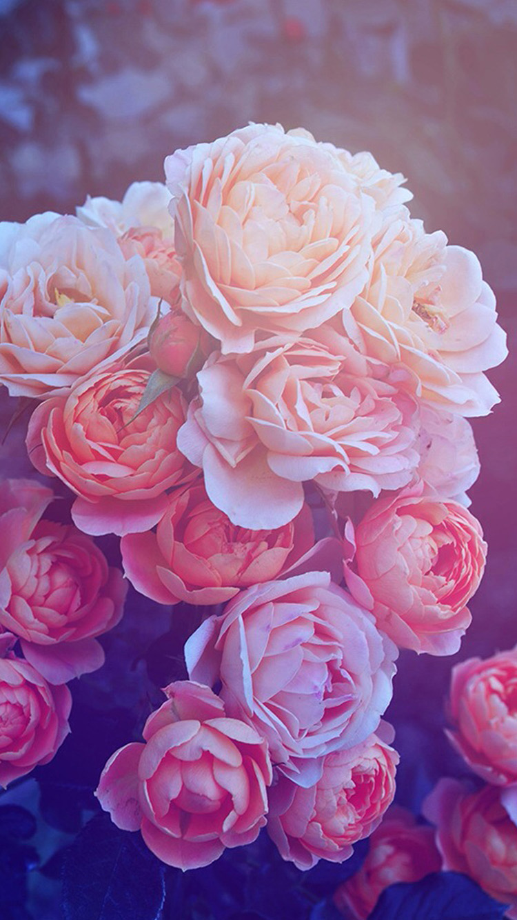 Roses Iphone 6 Wallpapers