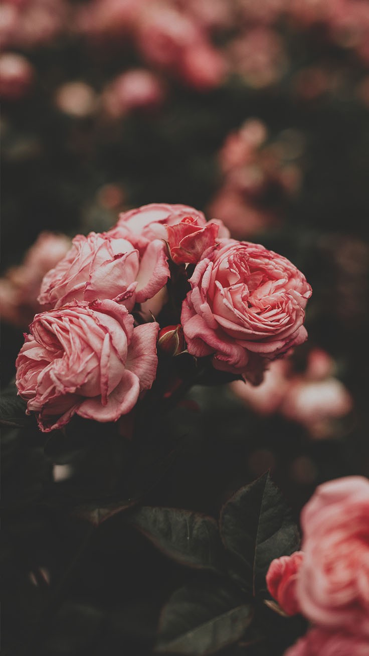 Roses Iphone 6 Wallpapers