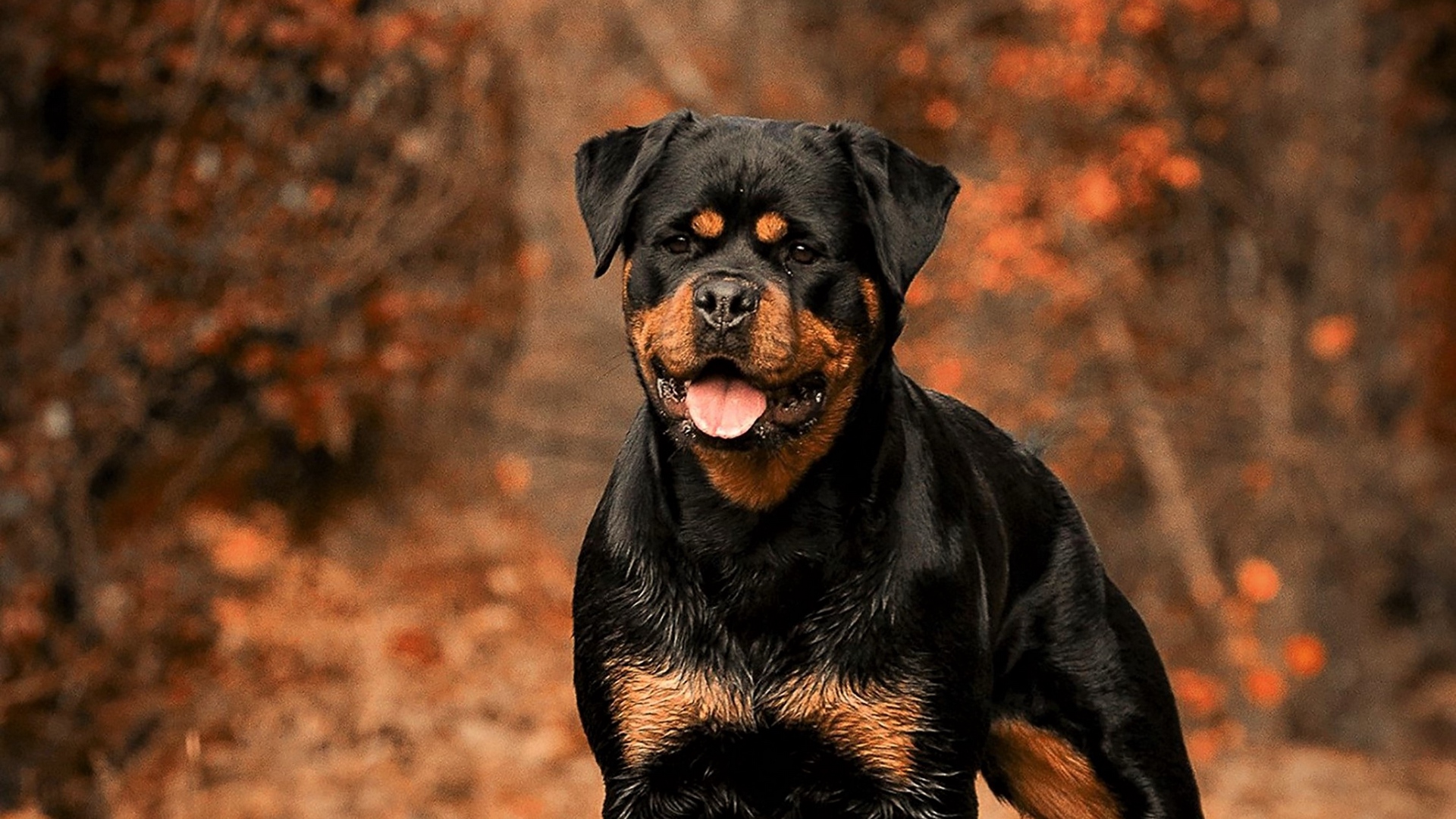 Rottie Wallpapers