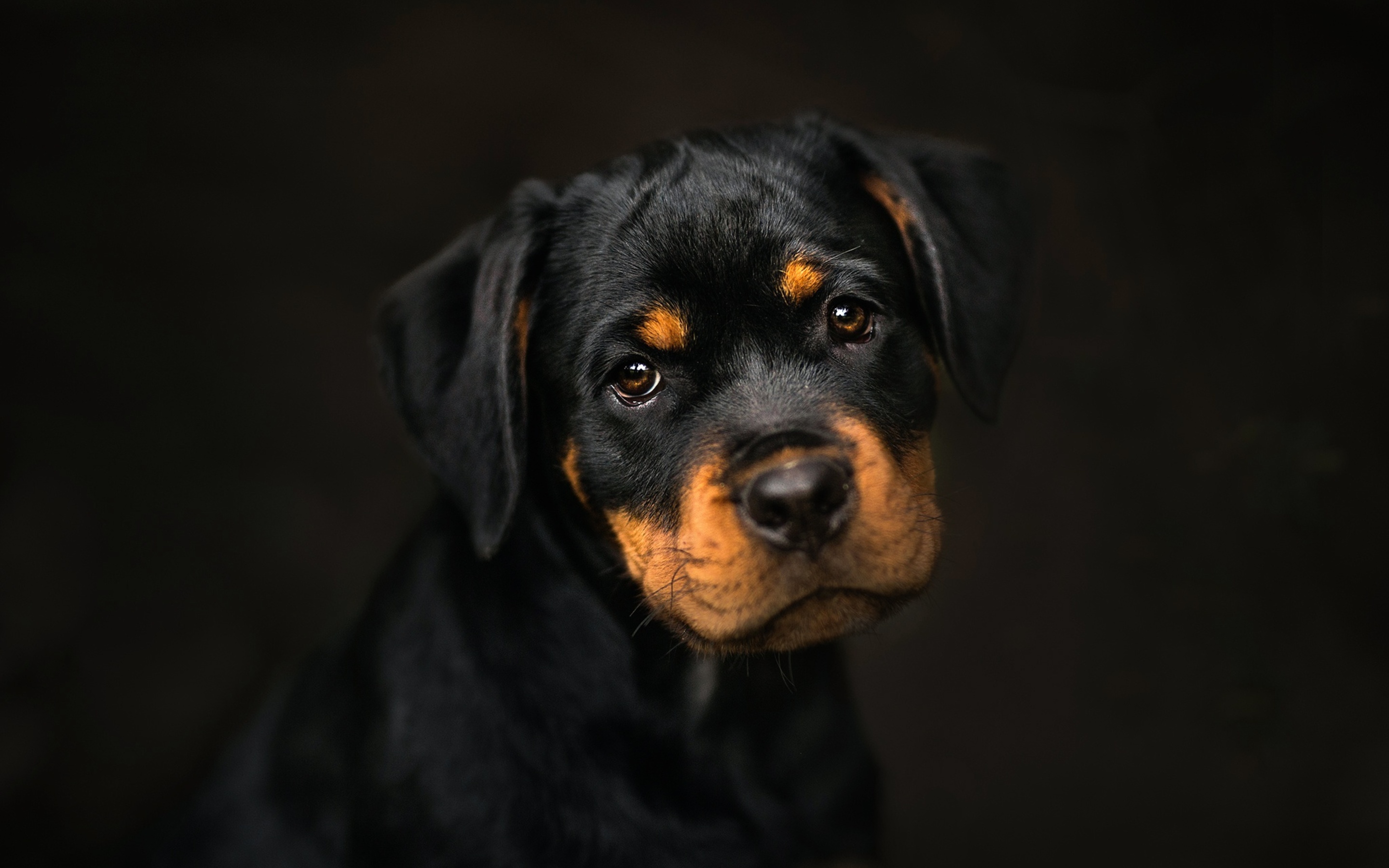 Rottie Wallpapers