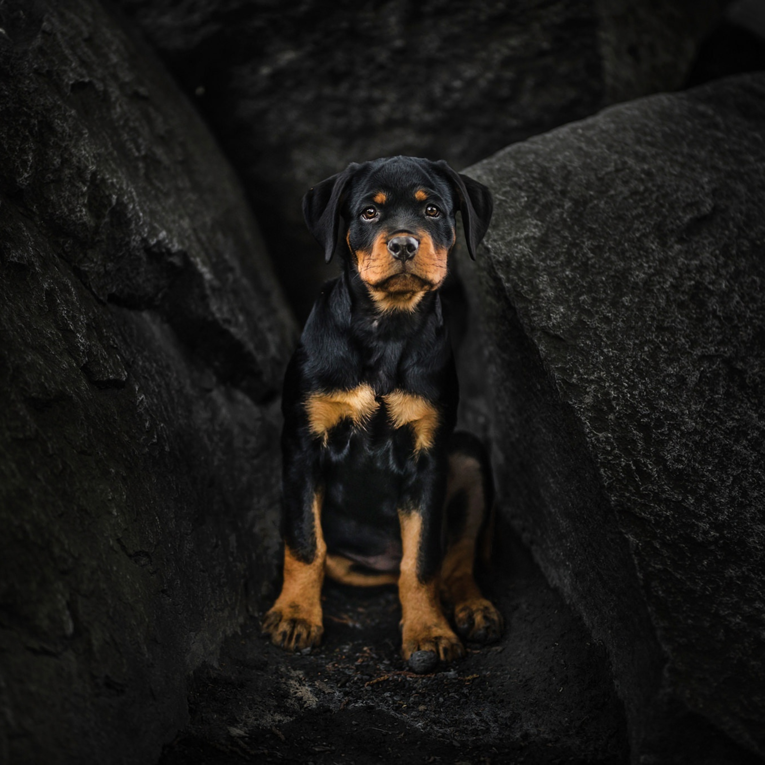 Rottie Wallpapers