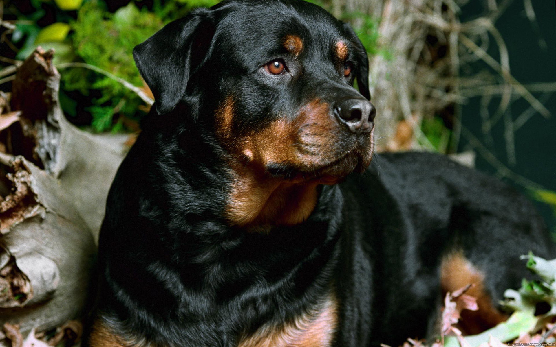 Rottie Wallpapers