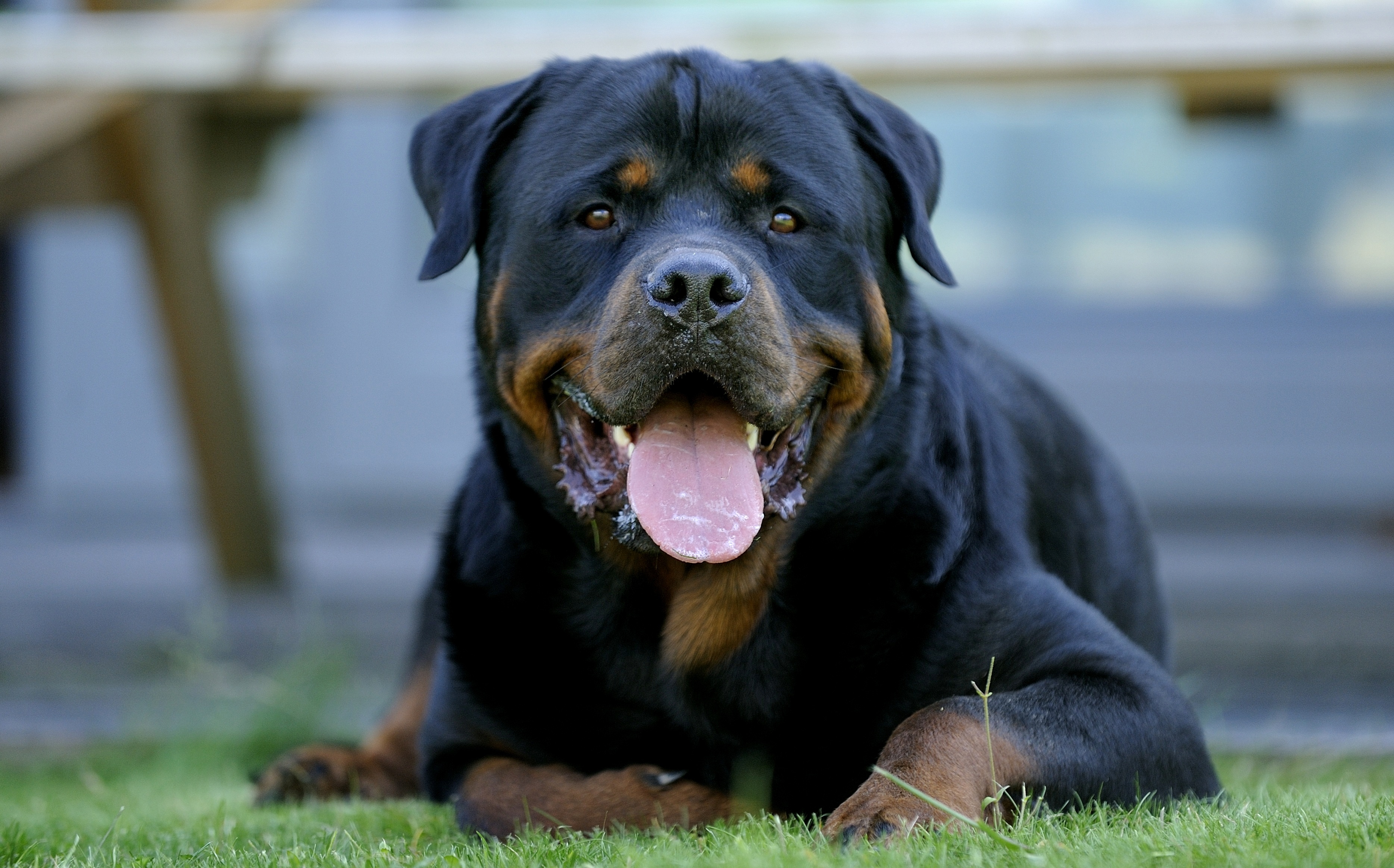 Rottie Wallpapers