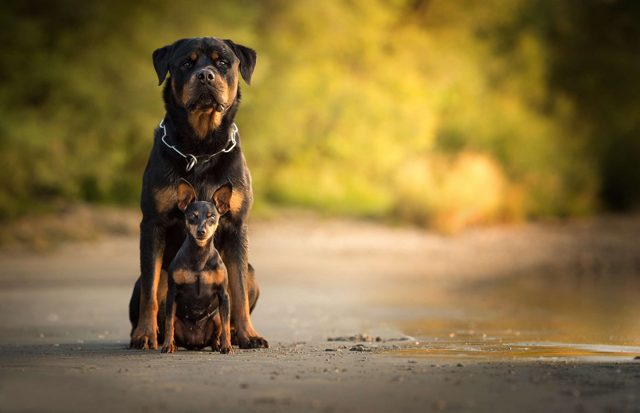 Rottie Wallpapers