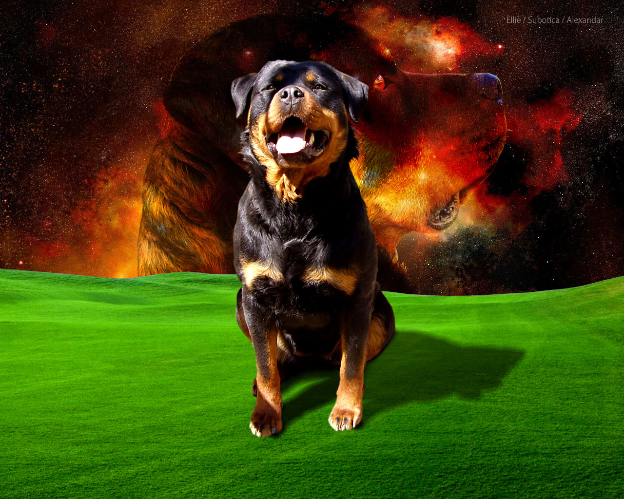 Rottie Wallpapers