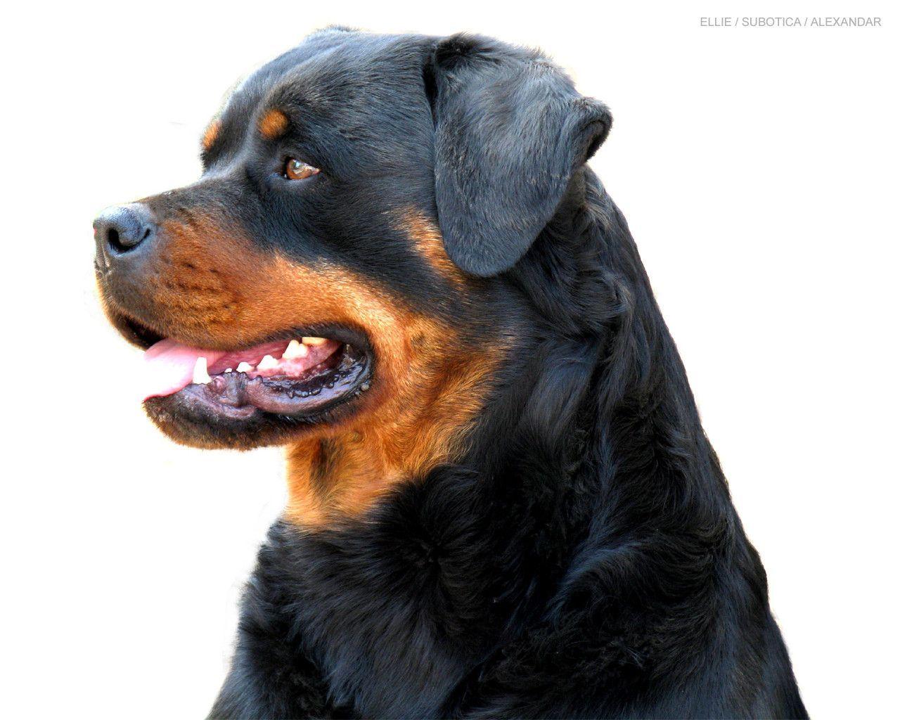 Rottie Wallpapers