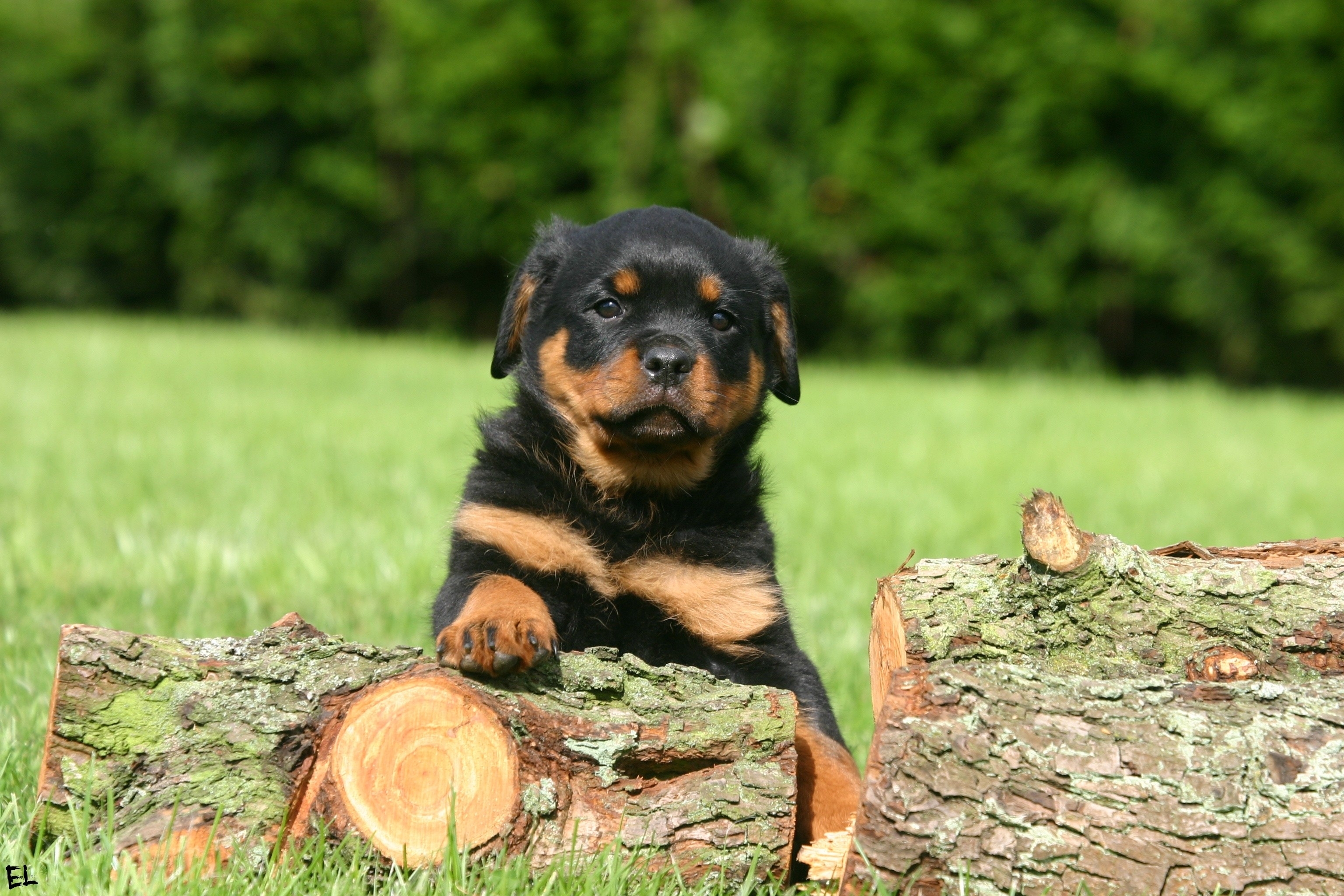 Rottie Wallpapers