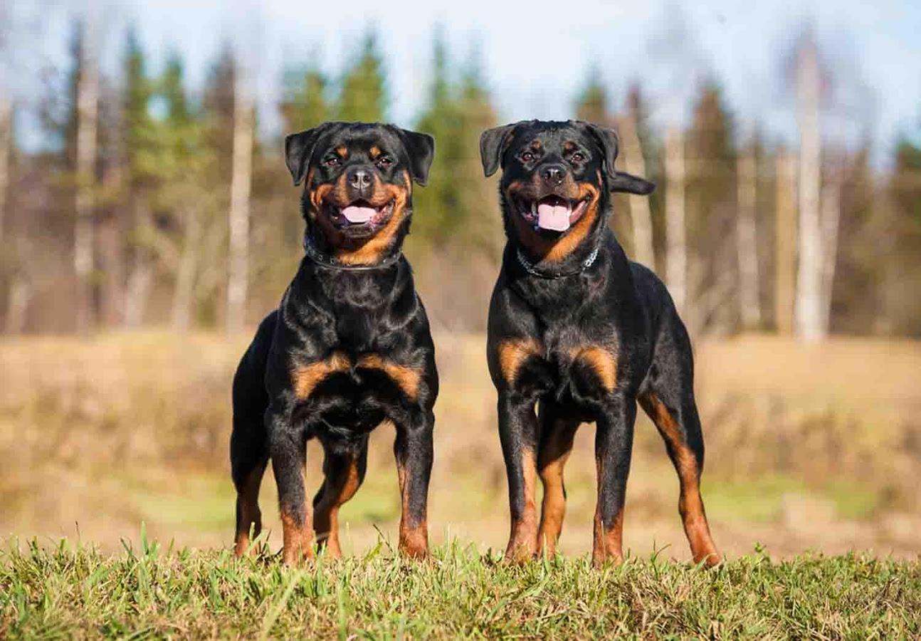 Rottie Wallpapers