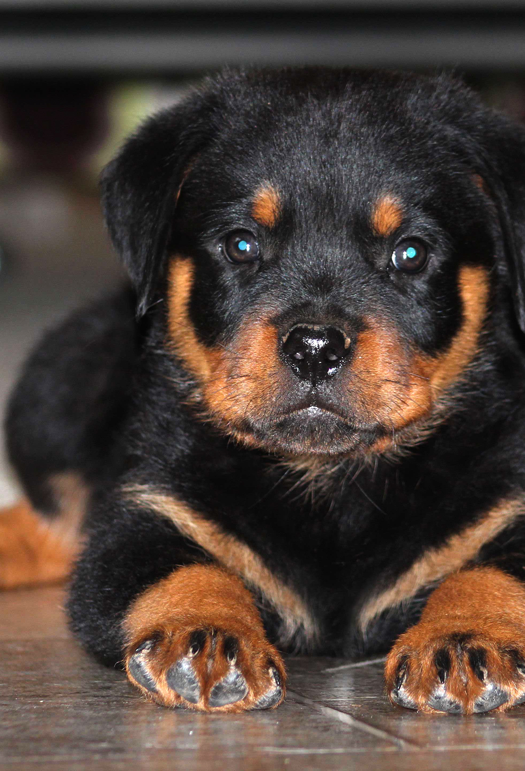 Rotweiler Wallpapers