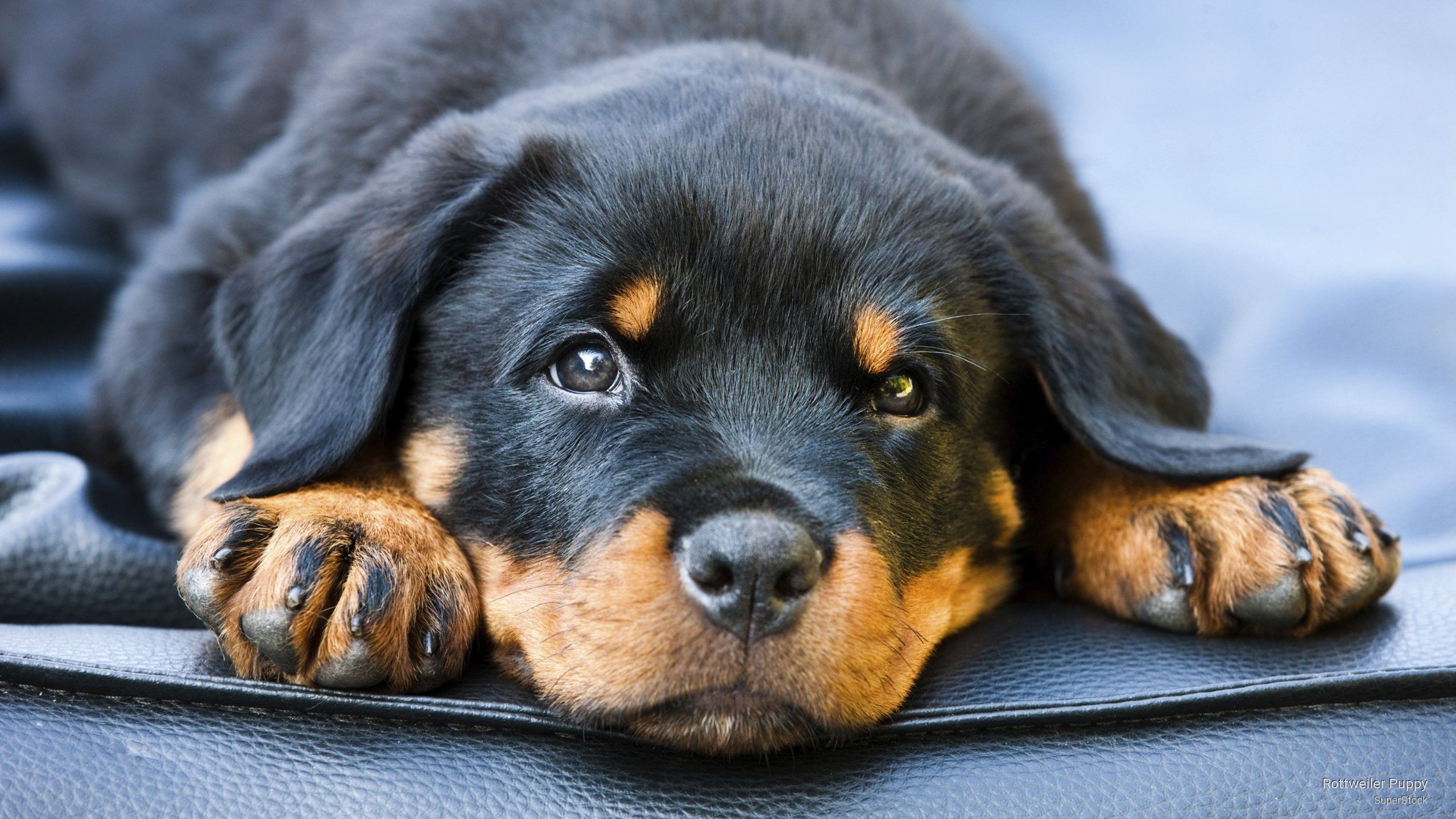 Rotweiler Wallpapers