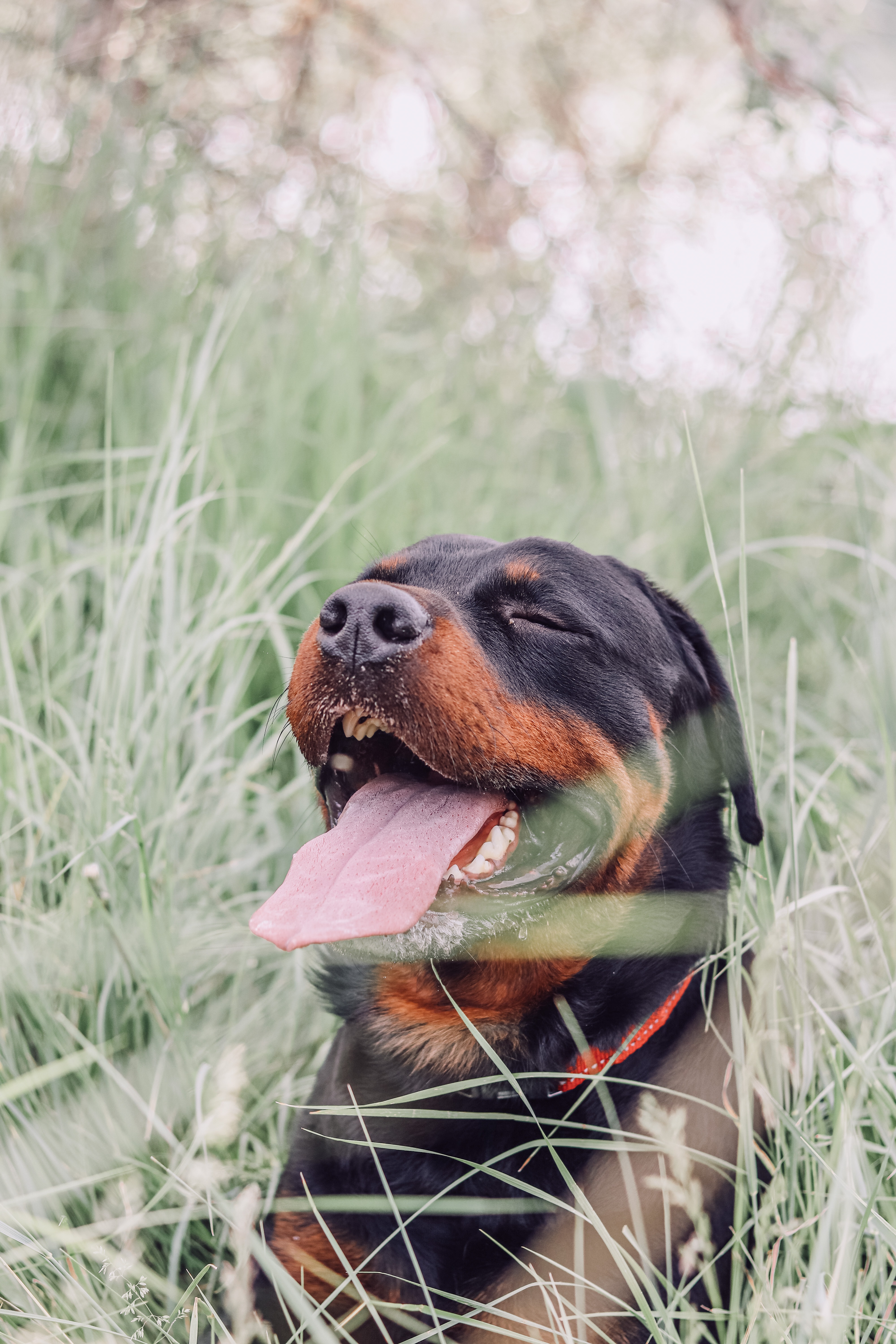 Rotweiler Wallpapers