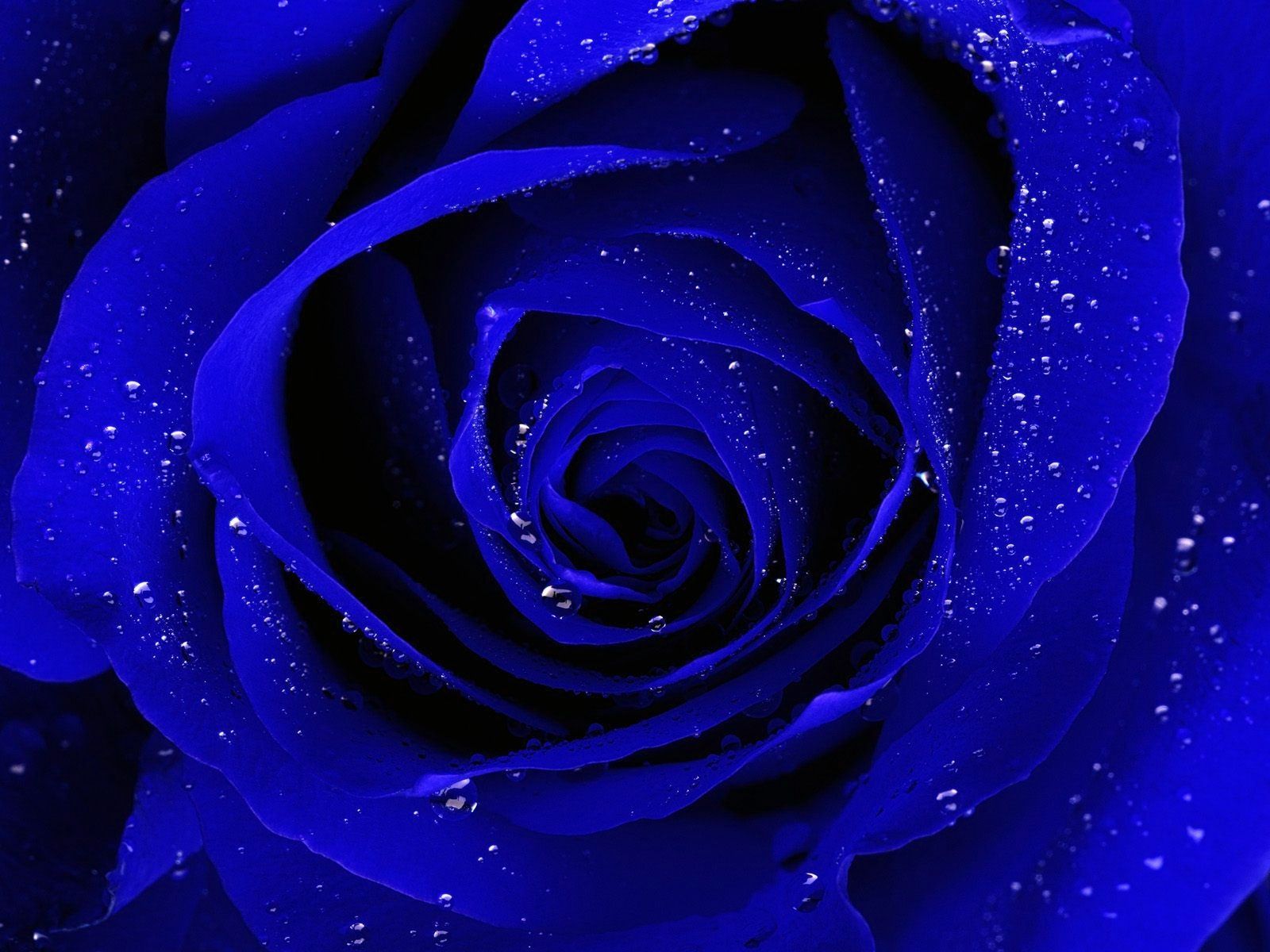 Royal Blue Flowers Wallpapers