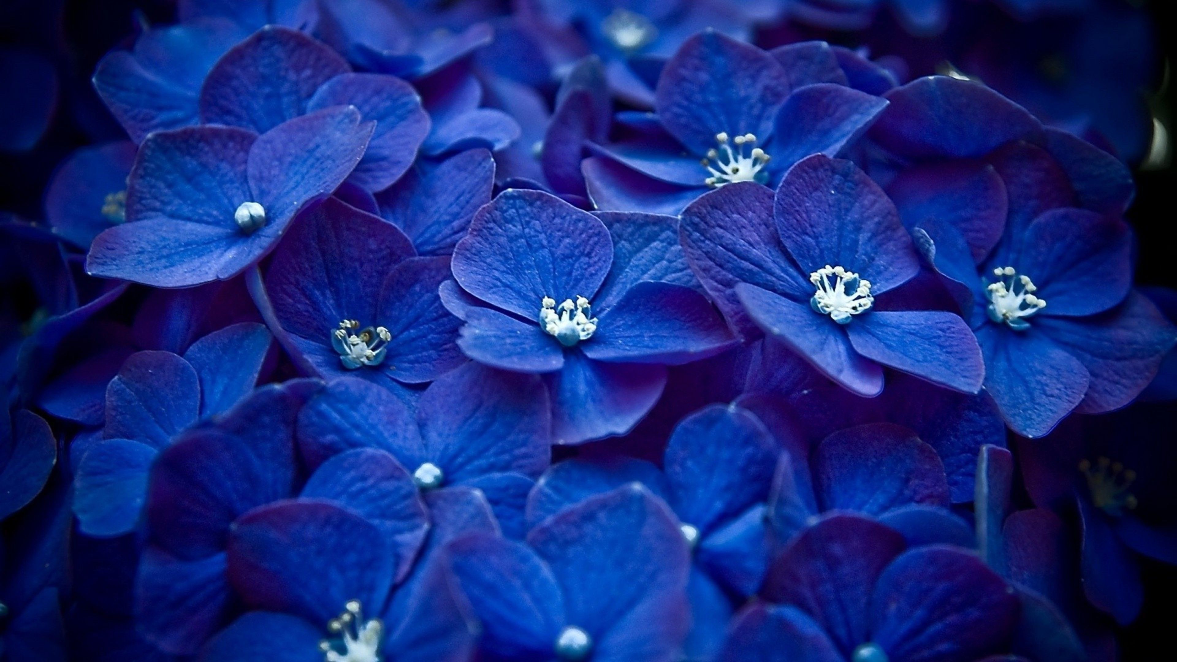 Royal Blue Flowers Wallpapers