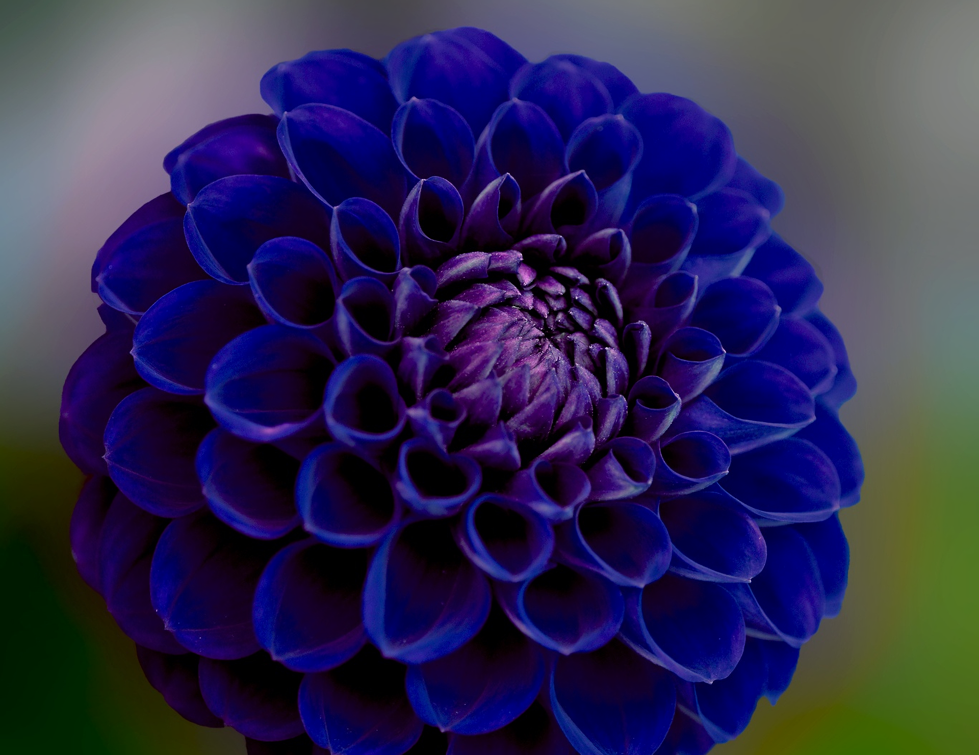 Royal Blue Flowers Wallpapers