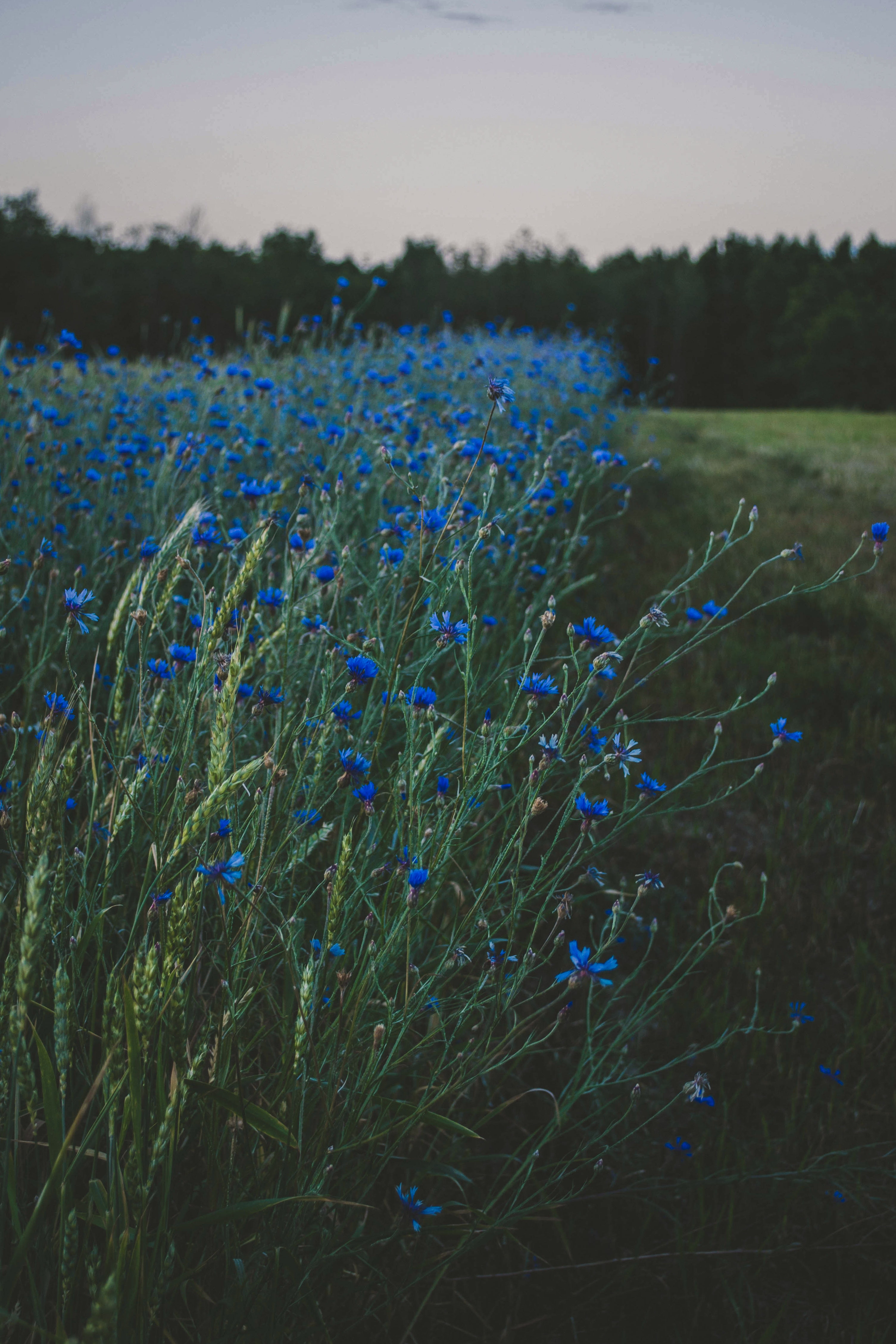 Royal Blue Flowers Wallpapers