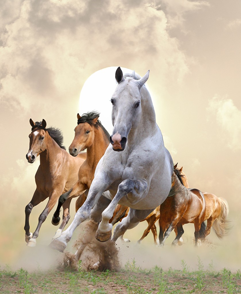 Running Horse Wallpapers