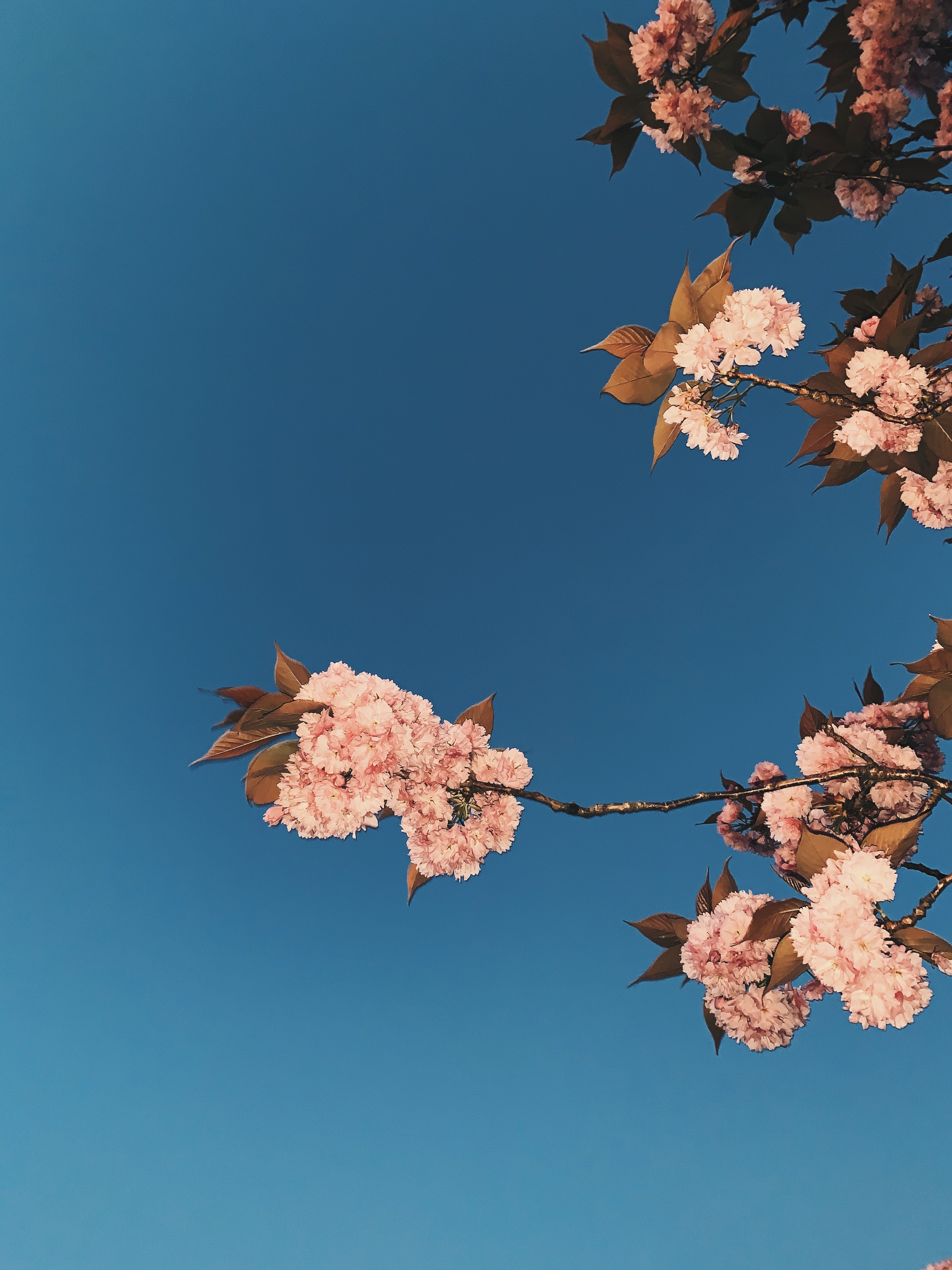 Sakura Tree Wallpapers