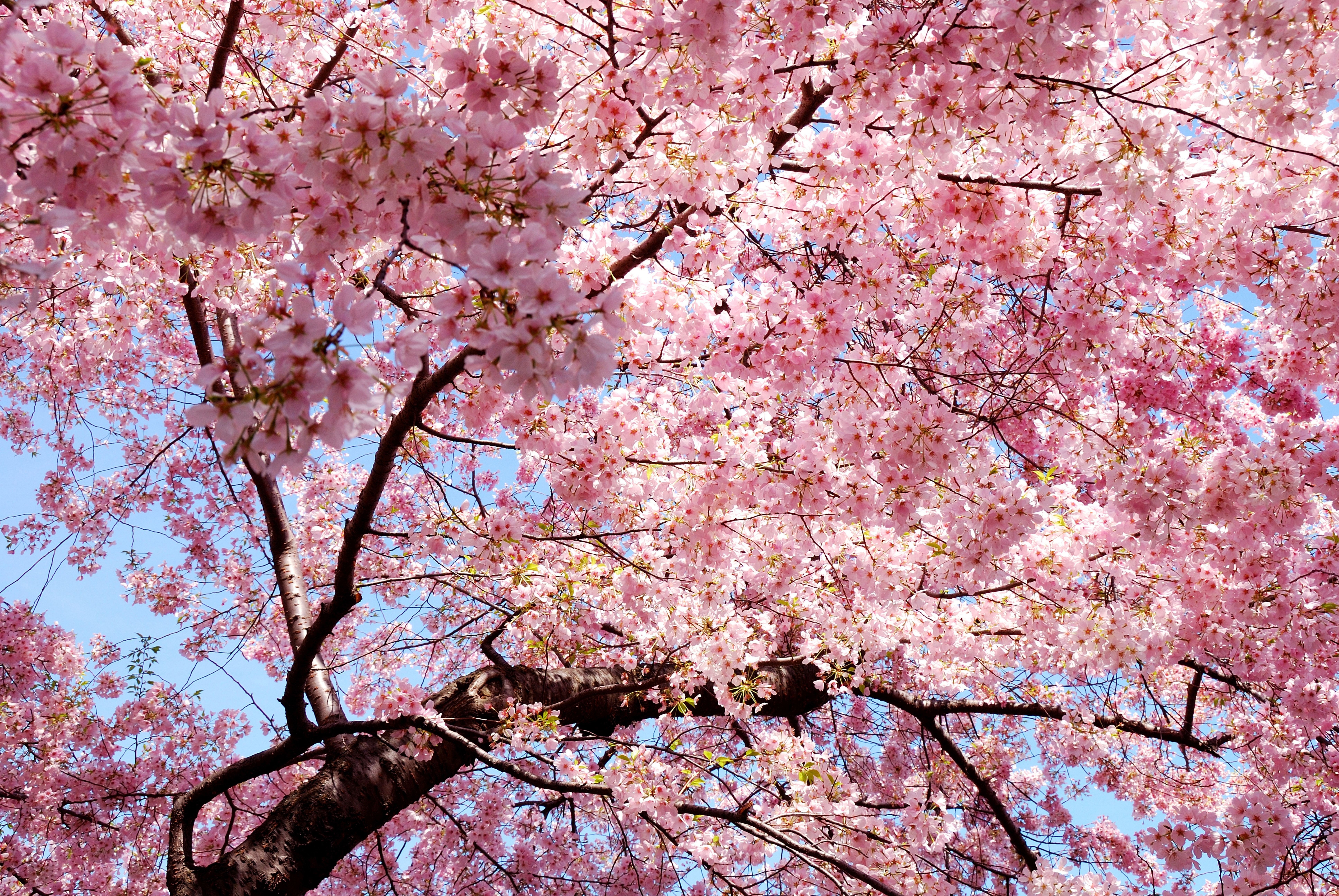 Sakura Tree Wallpapers