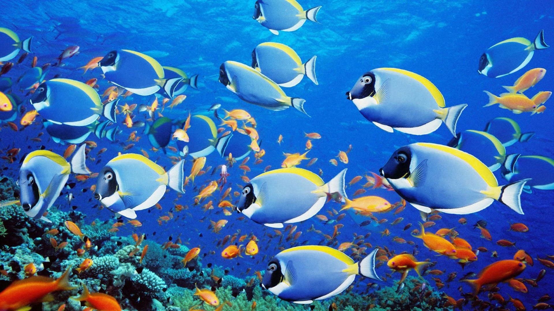 Saltwater Fish Wallpapers