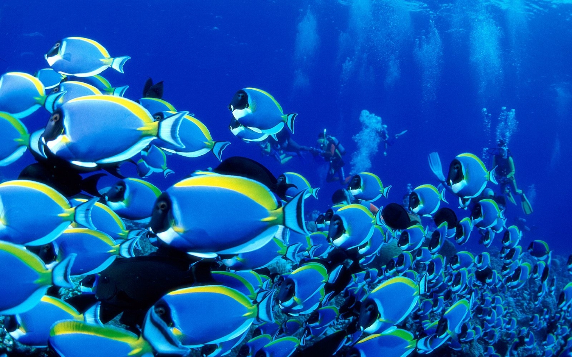 Saltwater Fish Wallpapers