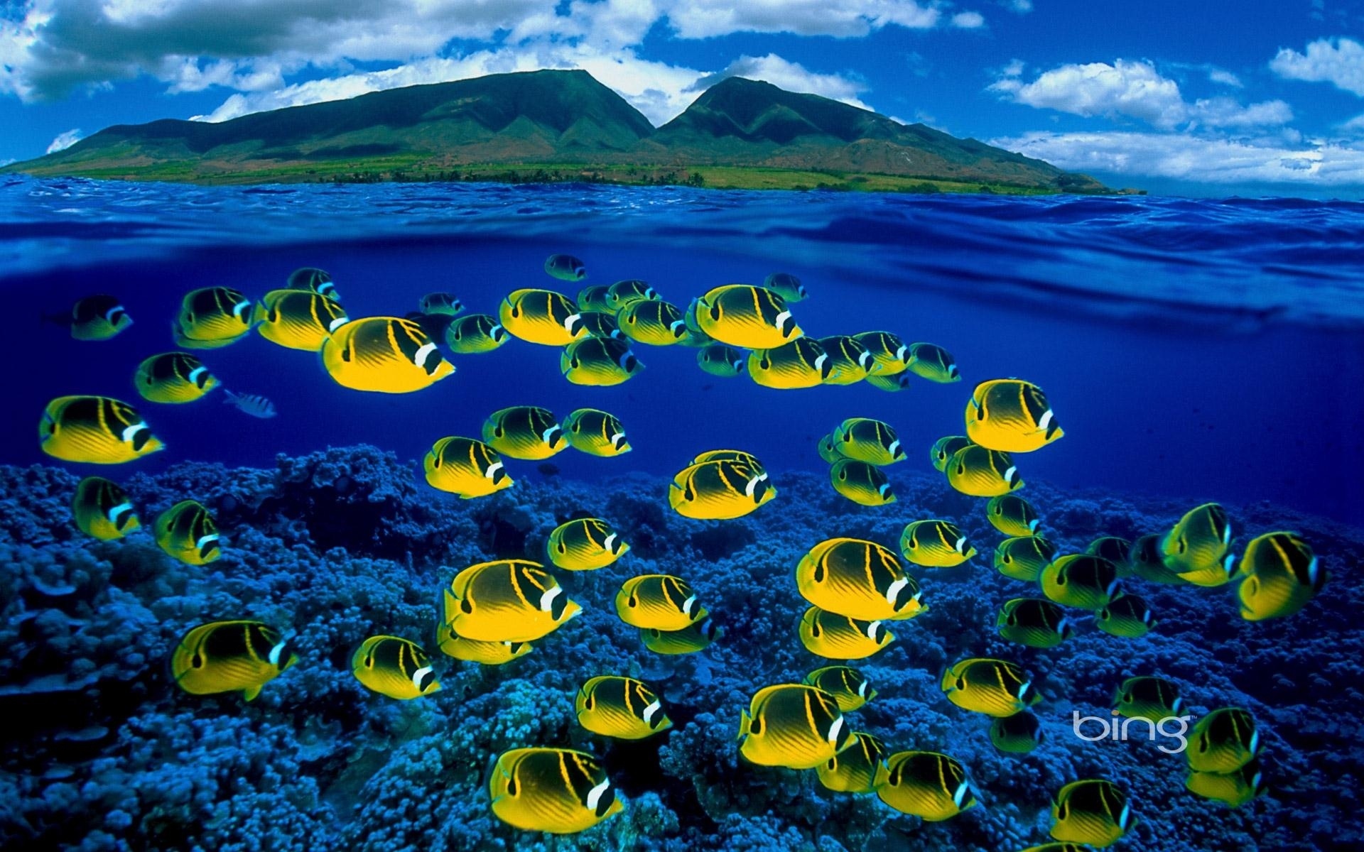 Saltwater Fish Wallpapers