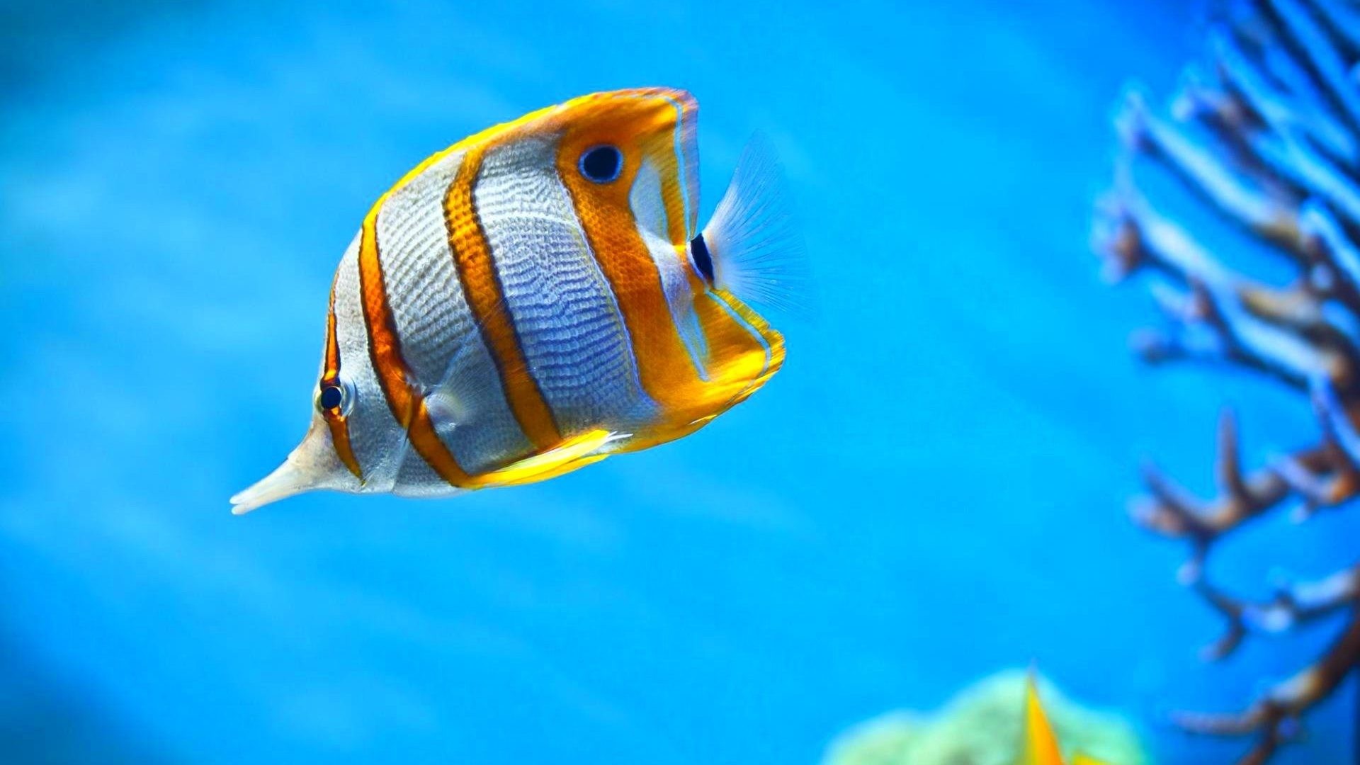 Saltwater Fish Wallpapers