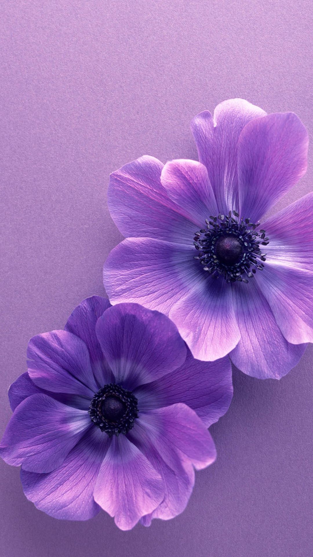 Samsung Flower Wallpapers