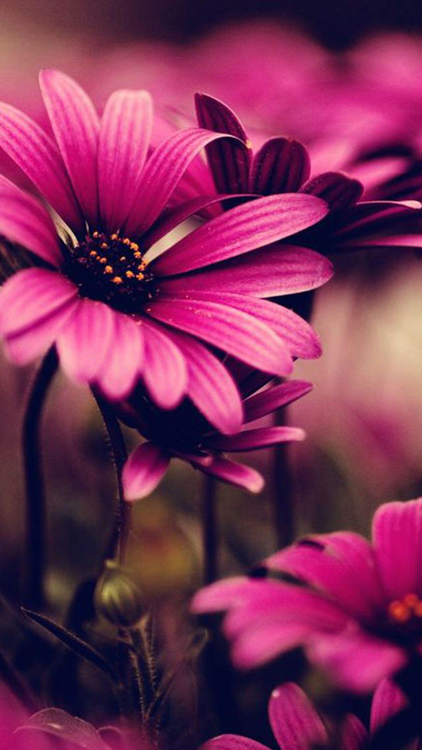 Samsung Flower Wallpapers