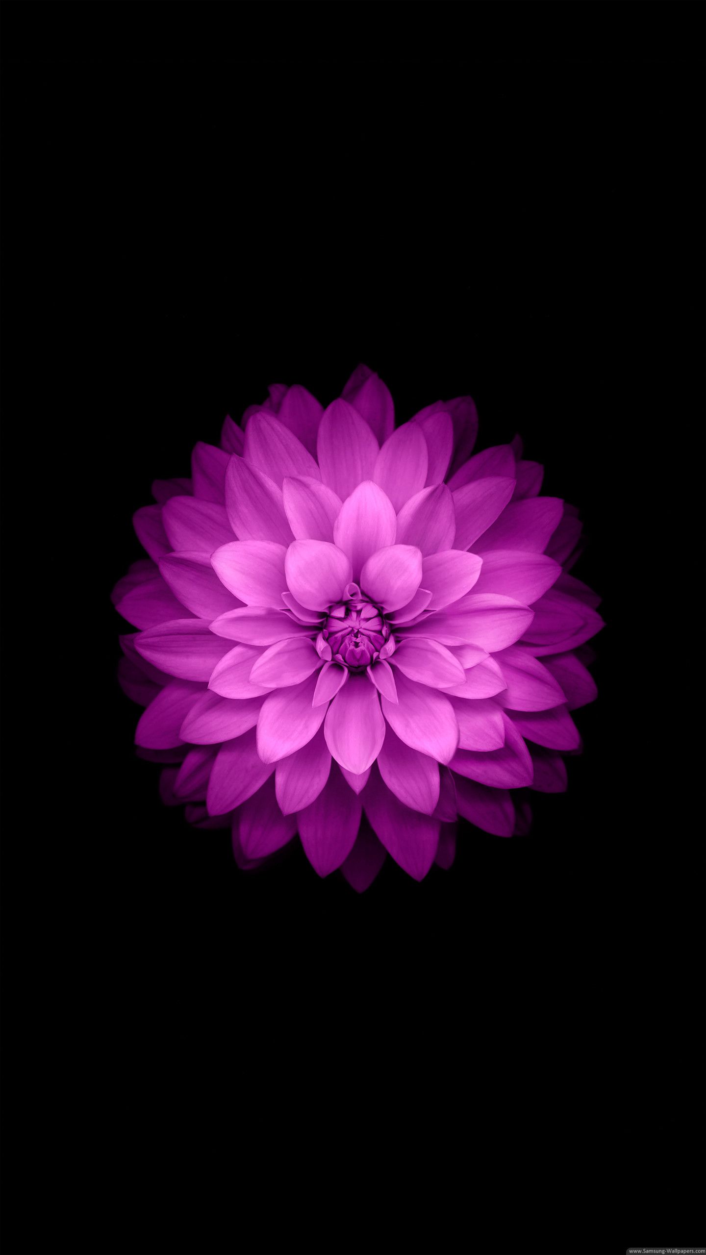 Samsung Flower Wallpapers