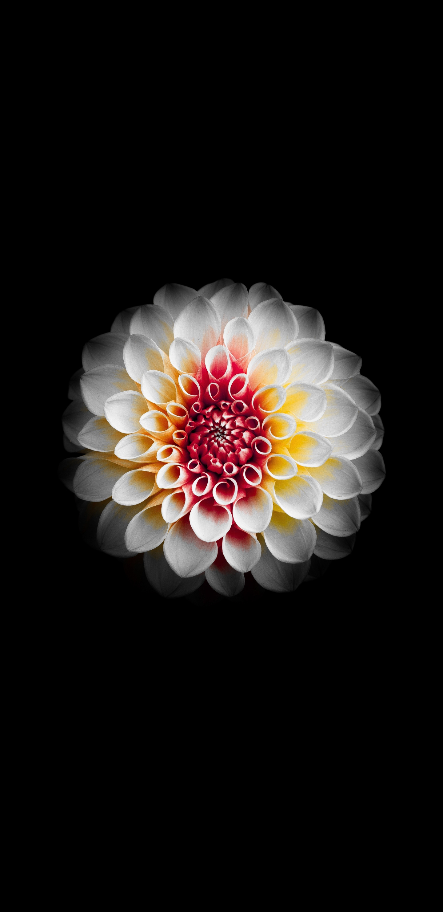 Samsung Flower Wallpapers