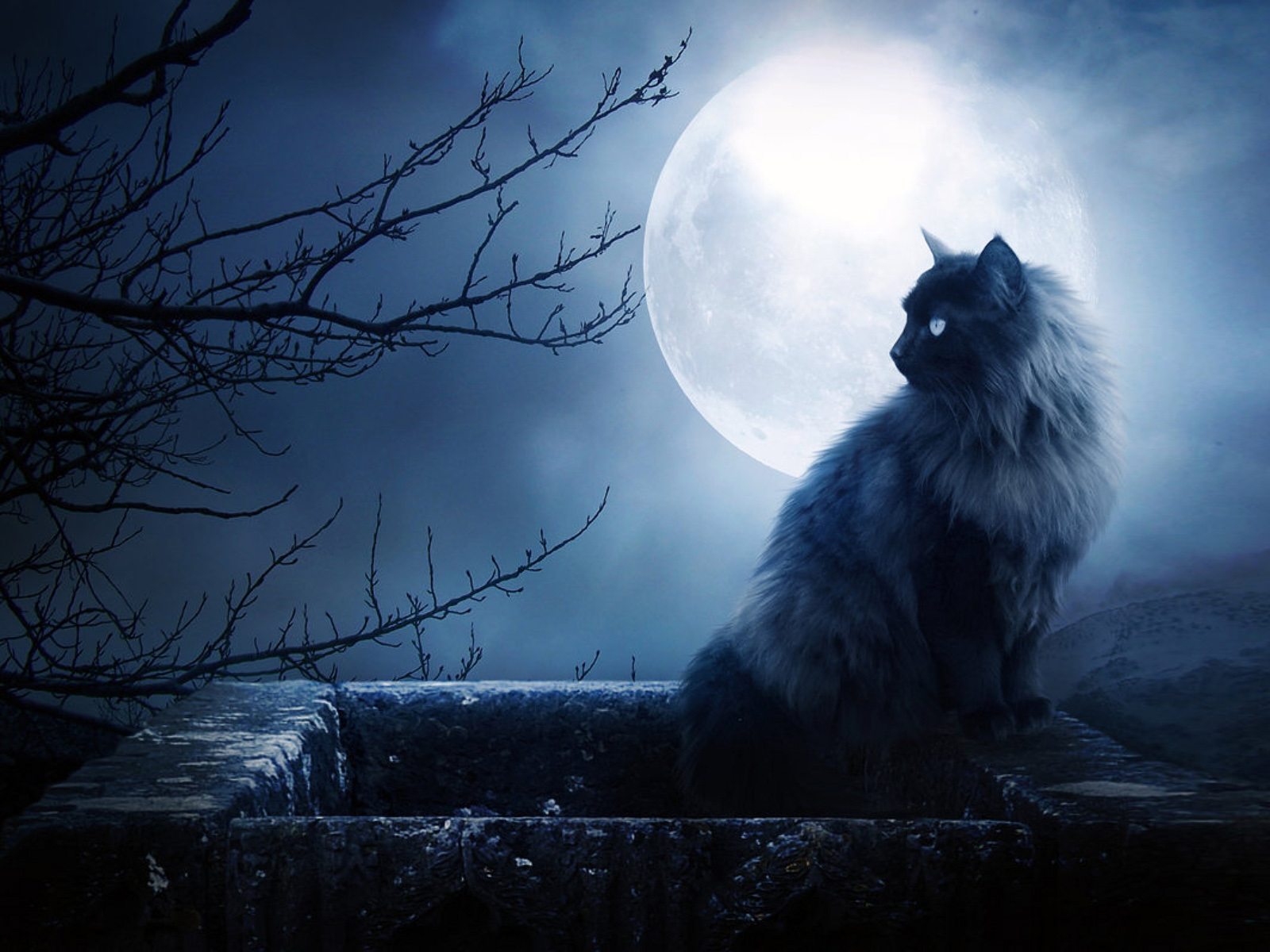 Scary Cat Wallpapers