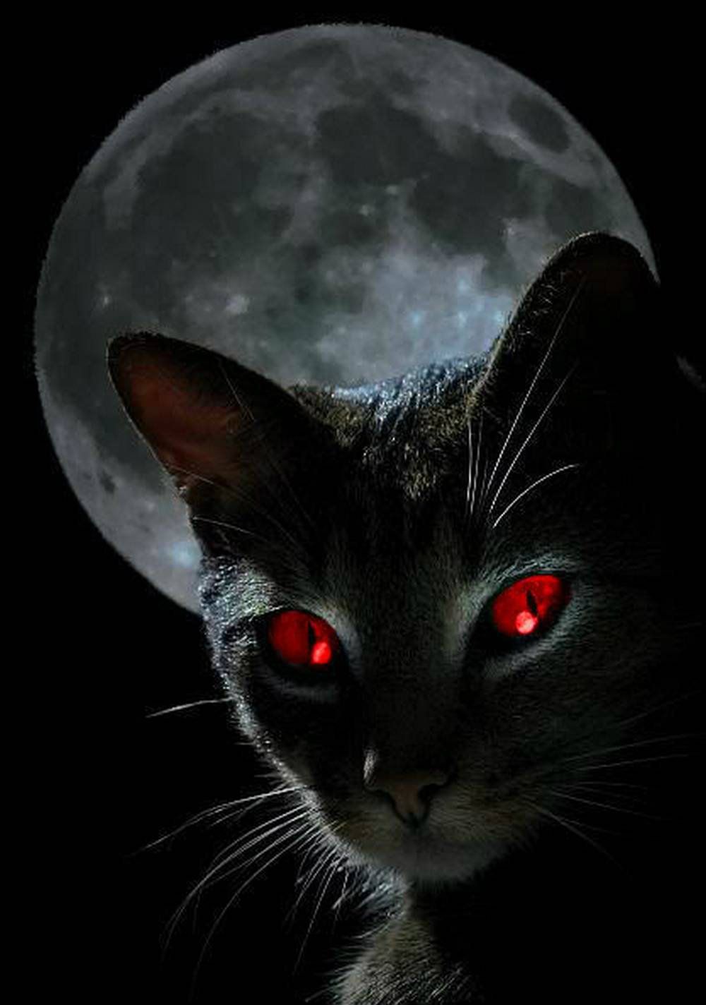 Scary Cat Wallpapers