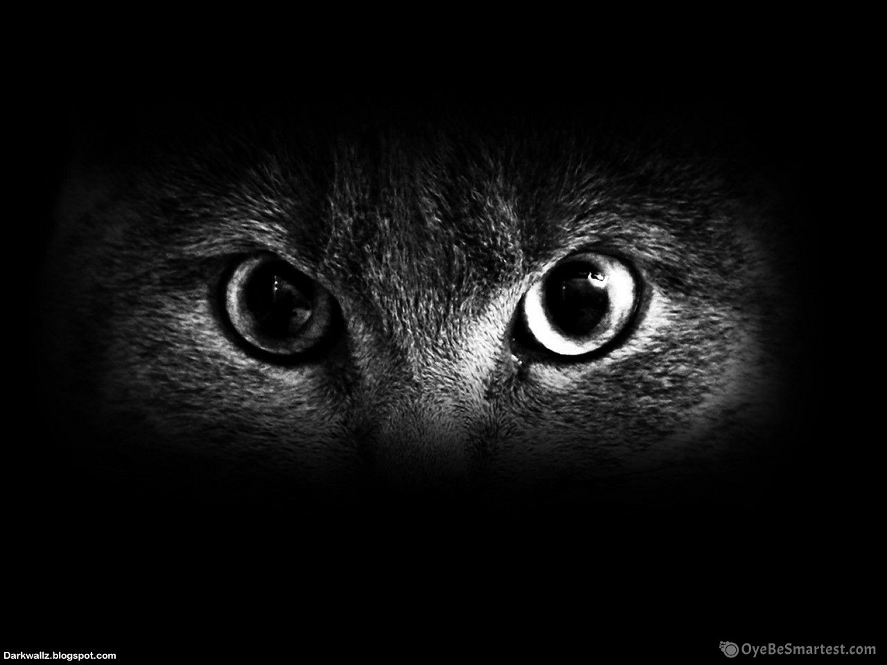 Scary Cat Wallpapers