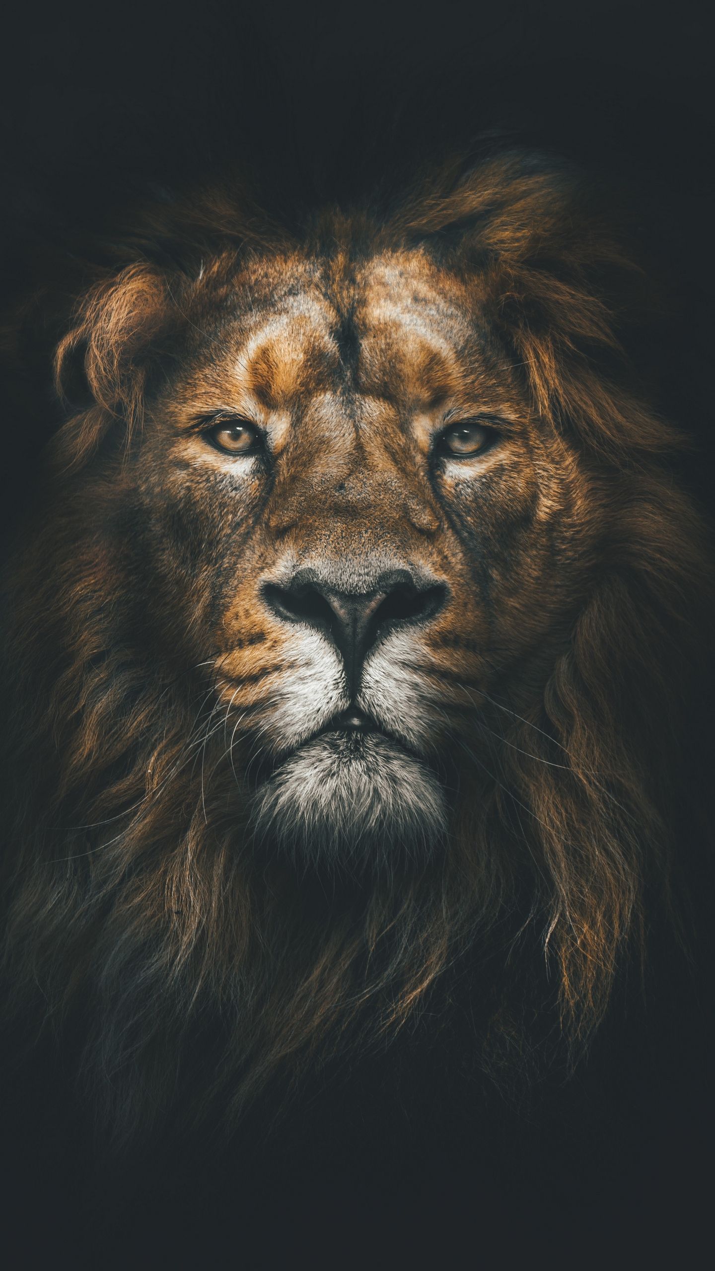 Scary Lion Wallpapers