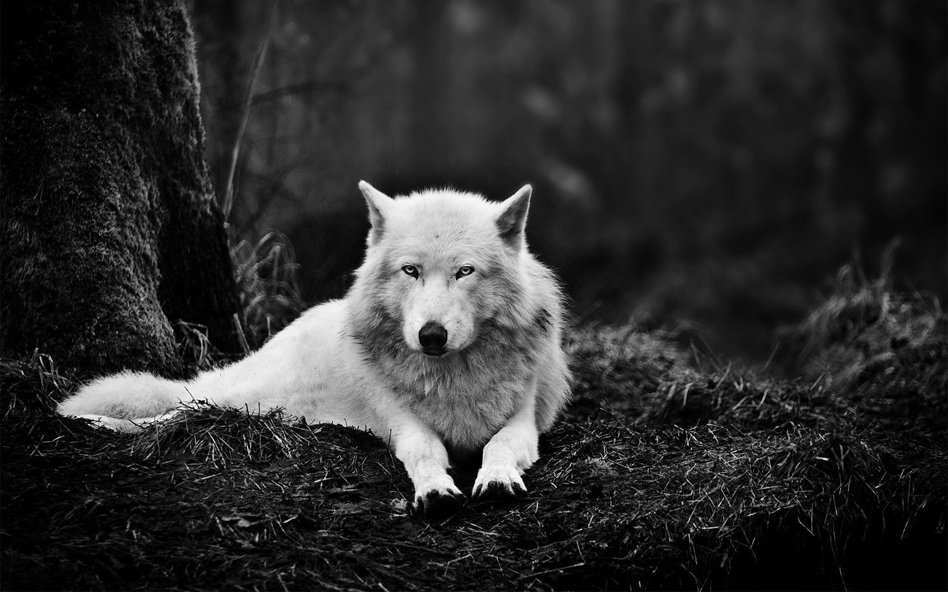 Scary Wolf Wallpapers