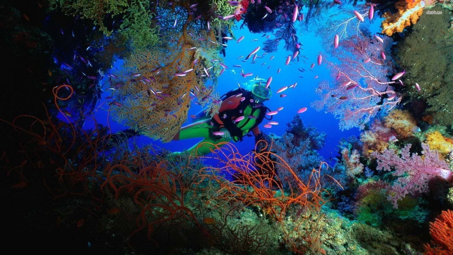 Scuba Dive Wallpapers