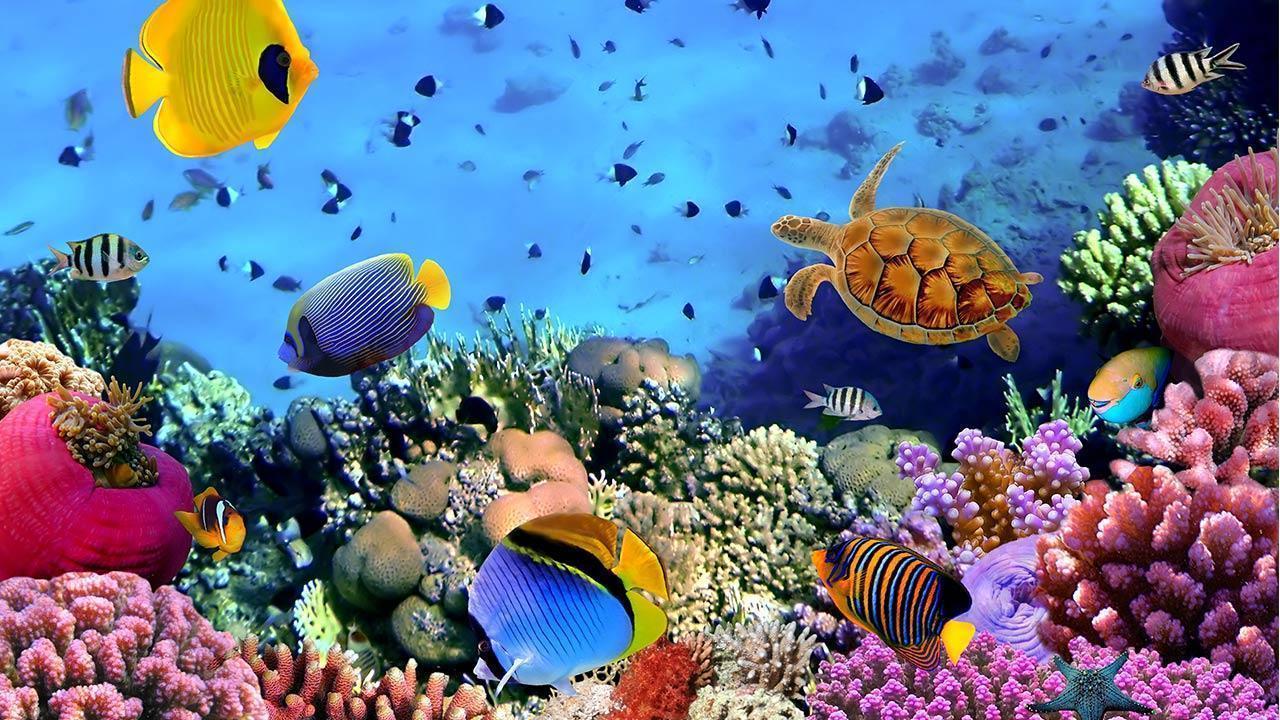 Sea Animals Wallpapers