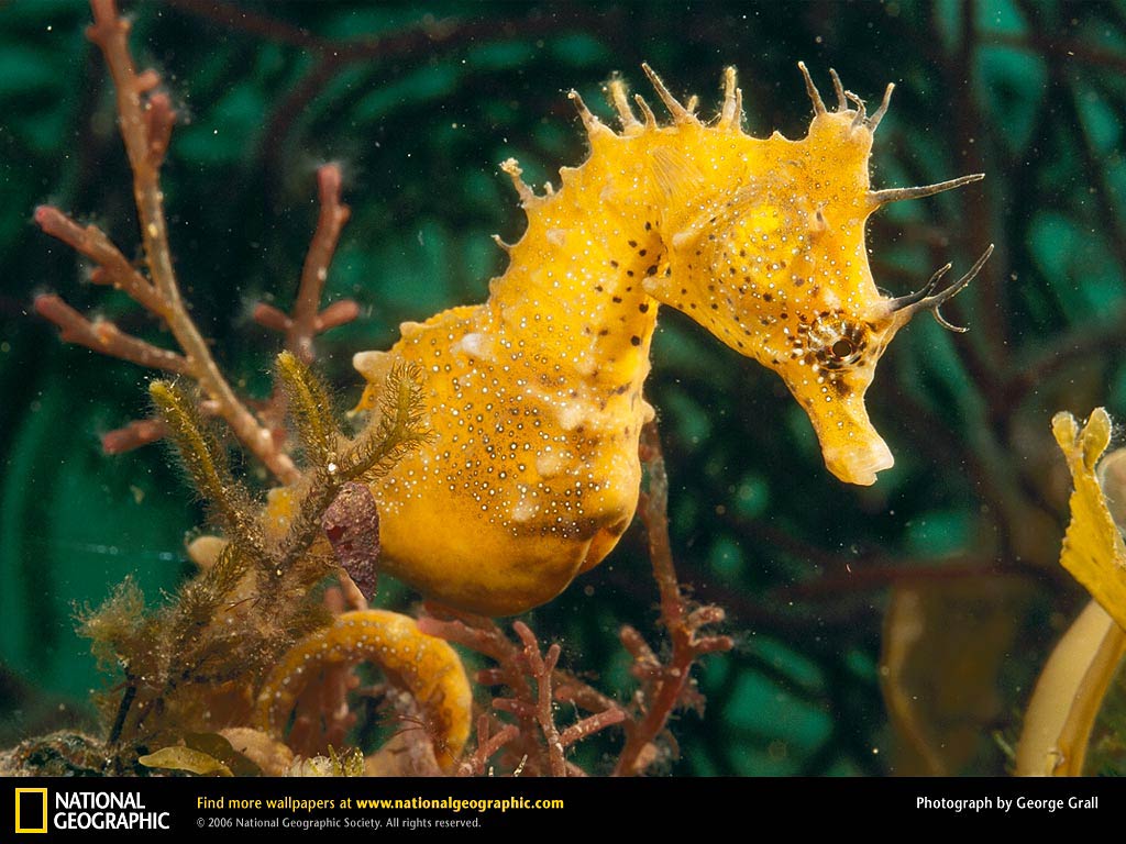 Sea Horse Wallpapers