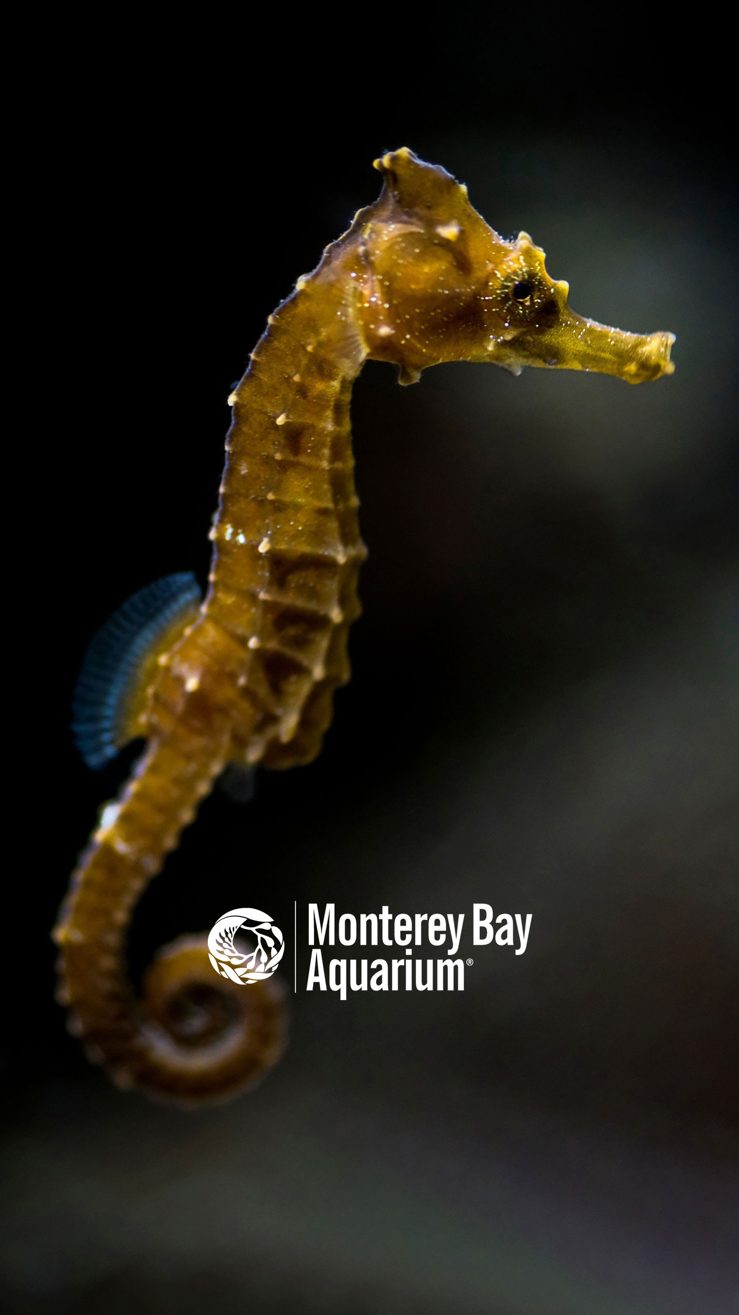 Sea Horse Wallpapers